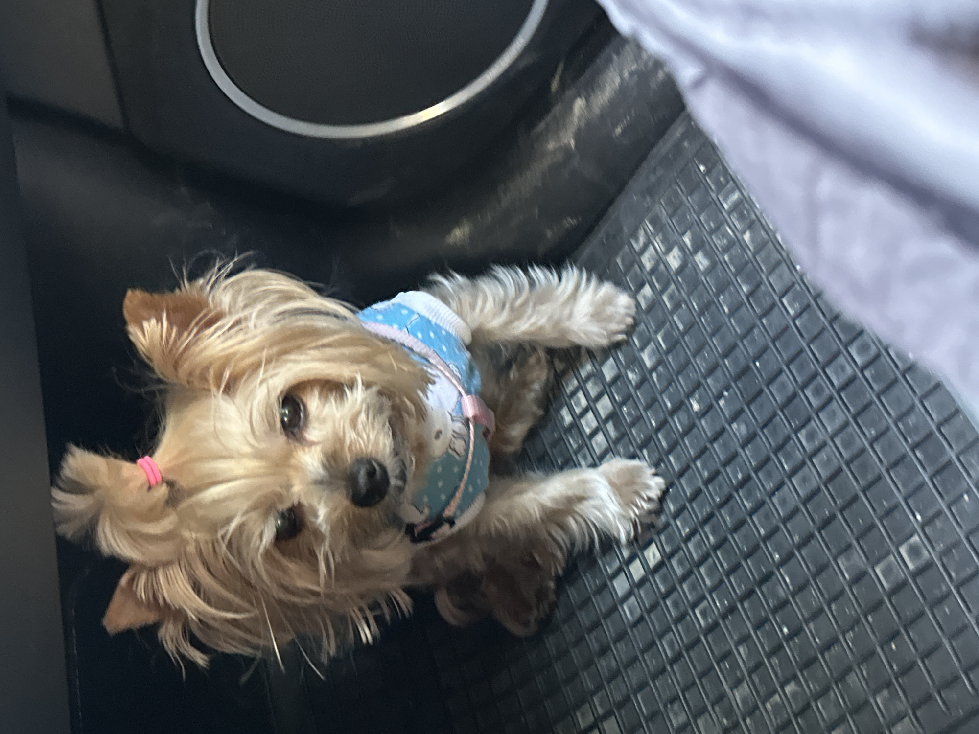 A small, long-haired, tan-colored dog with a pink hair tie is positioned within the footwell of a vehicle. The dog wears a light blue harness patterned with white polka dots and a cartoon design. The vehicle's interior features a black plastic footwell liner with a square grid pattern. A portion of a speaker with a chrome ring is visible to the upper left of the dog. An unidentified grey-toned object is partially visible in the upper right of the frame. The image shows no indication of being taken in Shuma, Bulgaria.