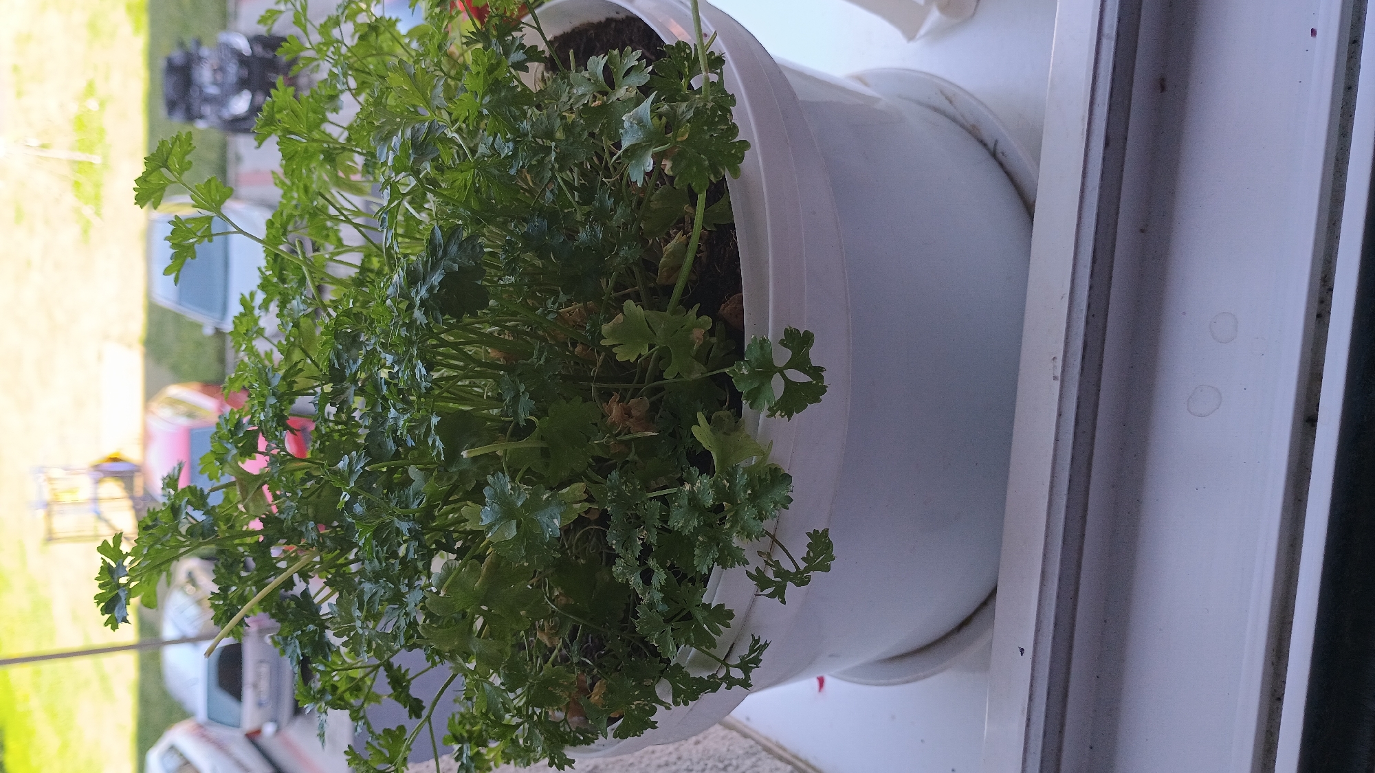 In Sokolov, Czechia, a potted parsley plant sits on a windowsill, its green leaves reaching upwards. The pot is white and made of plastic, with a saucer underneath to catch excess water. In the background, cars are parked in a lot, suggesting an urban or suburban setting. The lighting indicates it is daytime, with soft shadows suggesting an overcast or partially shaded environment. The overall scene is a simple, everyday moment captured in an outdoor urban environment.