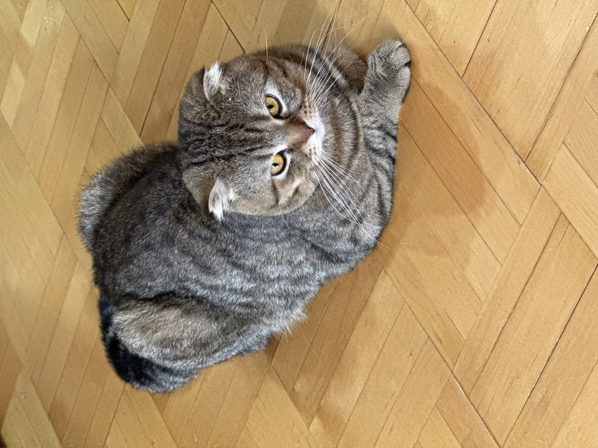 A domestic cat with grey and brown tabby fur and characteristic folded ears, resembling a Scottish Fold, is the central subject of the image. The cat is lying down on a wooden floor, viewed from a high angle looking downwards. Its head is tilted slightly upwards and to the right, with bright yellow-amber eyes wide open and looking towards the top right corner of the frame. Long, white whiskers fan out from its muzzle. One of its front paws is visible near its head, while the rest of its body is curled.
The setting is an indoor space with a light brown wooden floor laid in a herringbone pattern. The floorboards show some variations in tone and texture. The lighting appears bright and natural, illuminating the cat's fur and the details of the wooden floor. There are no other objects, people, or discernible text in the image. The cat's expression appears alert and curious, suggesting a moment of quiet observation.