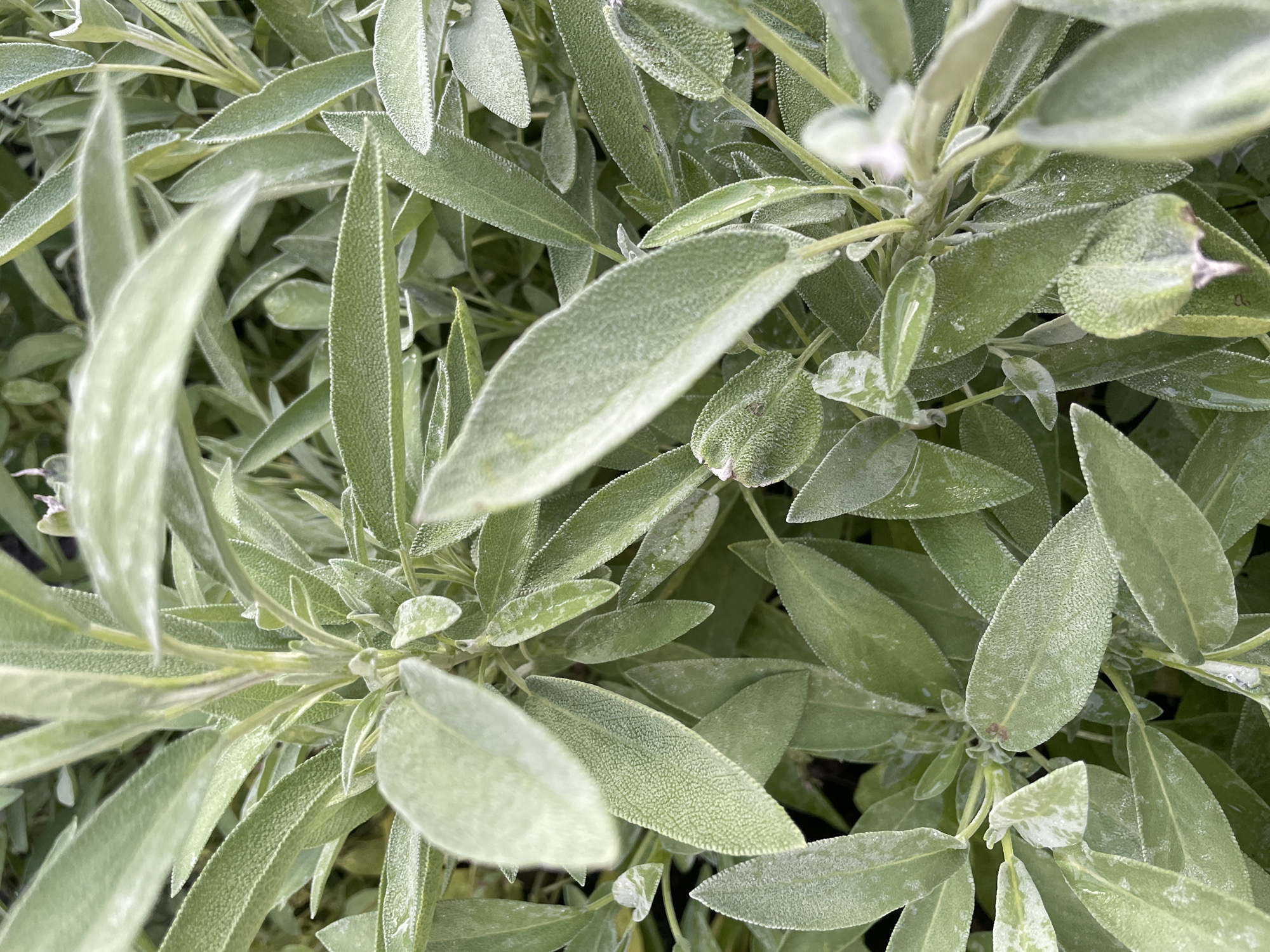 A close-up, overhead shot of several sage leaves. The leaves are elongated and have a fuzzy texture. They are a pale green color with some lighter patches of white. The leaves are dense and overlapping, obscuring much of the background, which appears to be dark and out of focus. The image is taken outdoors, likely in a garden or natural setting, but no specific location in Ufa, Russia, can be determined from the image alone.