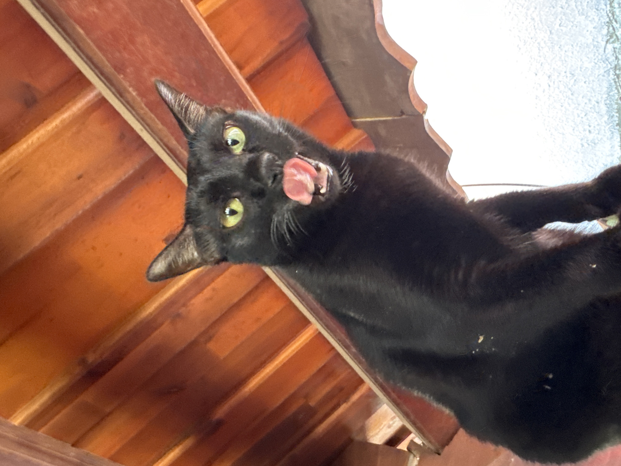 A black cat with bright green eyes is perched on a wooden structure, its pink tongue sticking out as if licking its lips. The cat is positioned in the foreground, looking upwards towards the camera. Behind the cat, the underside of a wooden roof or ceiling is visible, constructed with parallel planks of reddish-brown wood. The background is a bright, out-of-focus white area, suggesting an open or lit space. The scene is captured from a low angle, looking up at the cat.