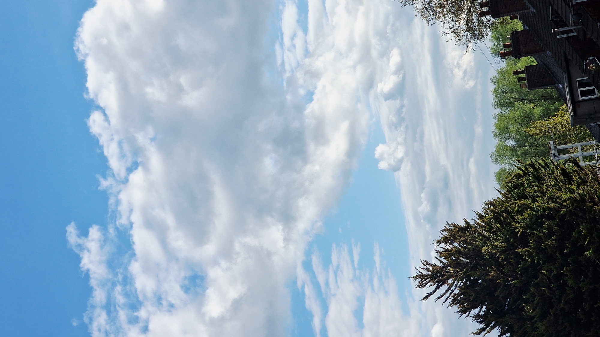 The image presents a bright, partially cloudy sky above a neighborhood in Lincoln, United Kingdom. The lower right corner is dominated by the dark green foliage of a large conifer tree. Above the tree, a row of deciduous trees with lighter green leaves lines the view, partially obscuring a white picket fence. The edge of a building is visible in the upper right corner, constructed of dark brick with multiple chimney stacks. Windows are also visible. The sky occupies the majority of the frame, filled with large, billowy cumulus clouds transitioning to thinner, cirrus-like formations. The blue sky is visible through the cloud cover. The scene appears to be captured on a sunny day. The photo has been rotated 90 degrees counterclockwise.
