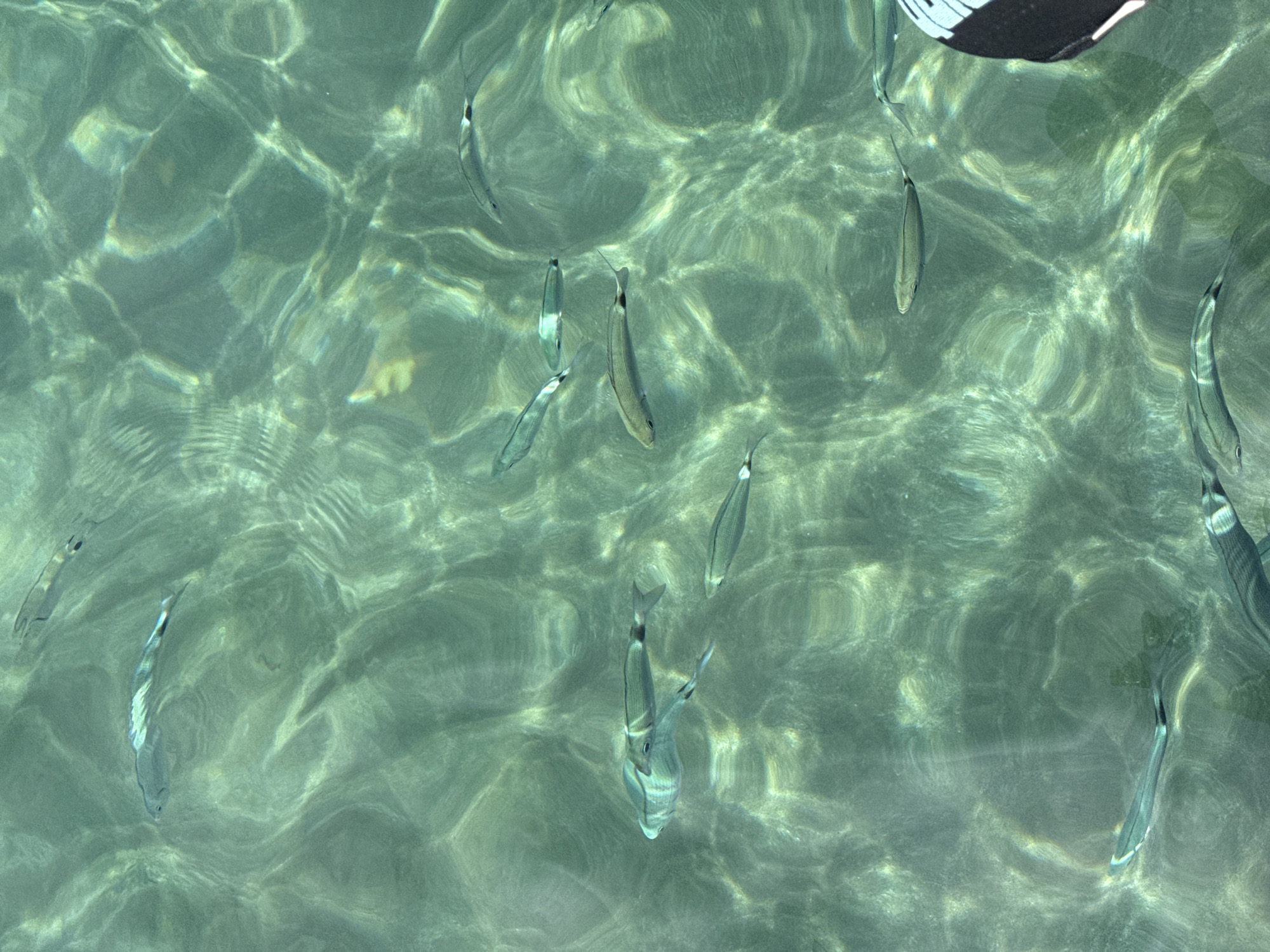 This image shows a school of small fish swimming in clear, shallow water. The water is illuminated by sunlight, creating rippling patterns on the sandy bottom. The fish are silvery and elongated, with dark stripes along their bodies. One fish in the foreground appears to be larger than the others. The scene is likely from the coast of Águilas, Spain, known for its clear waters and abundant marine life. There are no people visible in the image, but a portion of a person's foot, wearing a black and white sandal, is visible in the lower right corner.