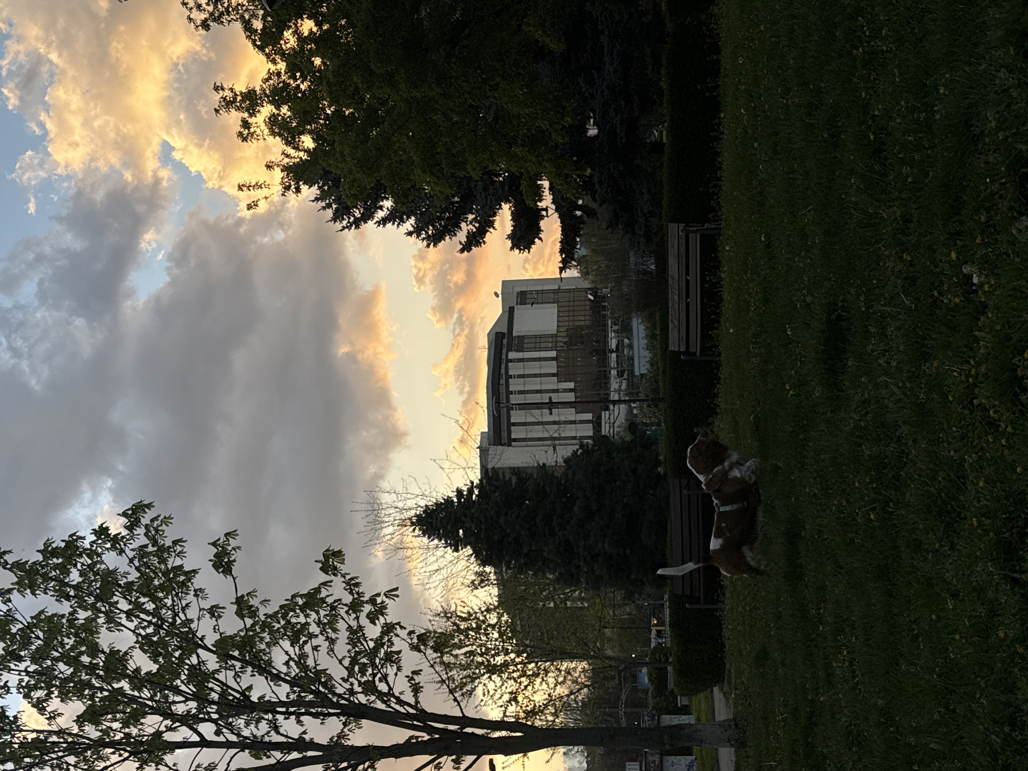 The image depicts a park setting in Unknown, Unknown, likely at dusk or dawn, characterized by a sky with a mix of golden and gray clouds. A modern building is visible in the background, partially obscured by trees. A brown and white dog stands on the green lawn, with its tail extended. In the foreground, a deciduous tree with budding leaves is visible, while a row of trees and benches runs along the mid-ground. The grass is thick and green.