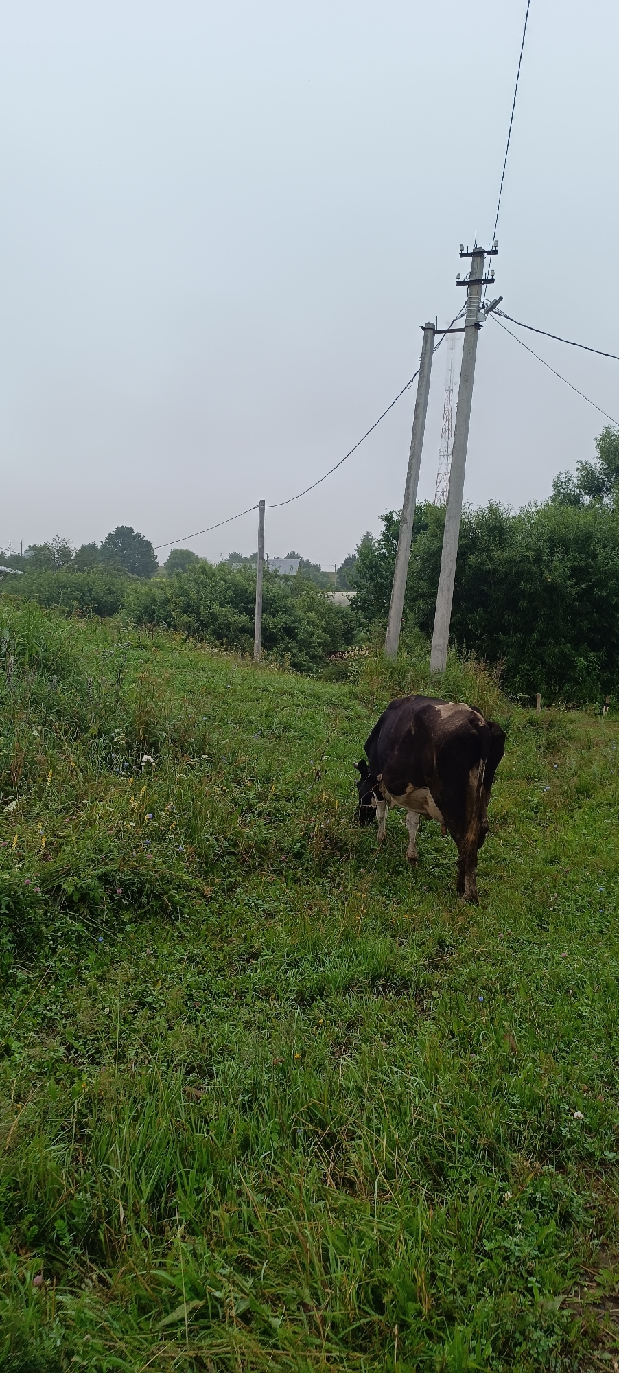 A black and white cow grazes in a grassy field under an overcast sky. The cow is positioned in the center-right of the frame, facing away from the viewer and towards the left, with its head down. The field is covered in lush green grass and various wildflowers. In the background, several utility poles with power lines stretch across the scene. Beyond the poles and the field, a line of trees and bushes forms the horizon, with hints of buildings and structures suggesting a rural or semi-rural setting. The overall atmosphere is calm and natural, with the soft light indicating an early morning or late afternoon on a cloudy day.
