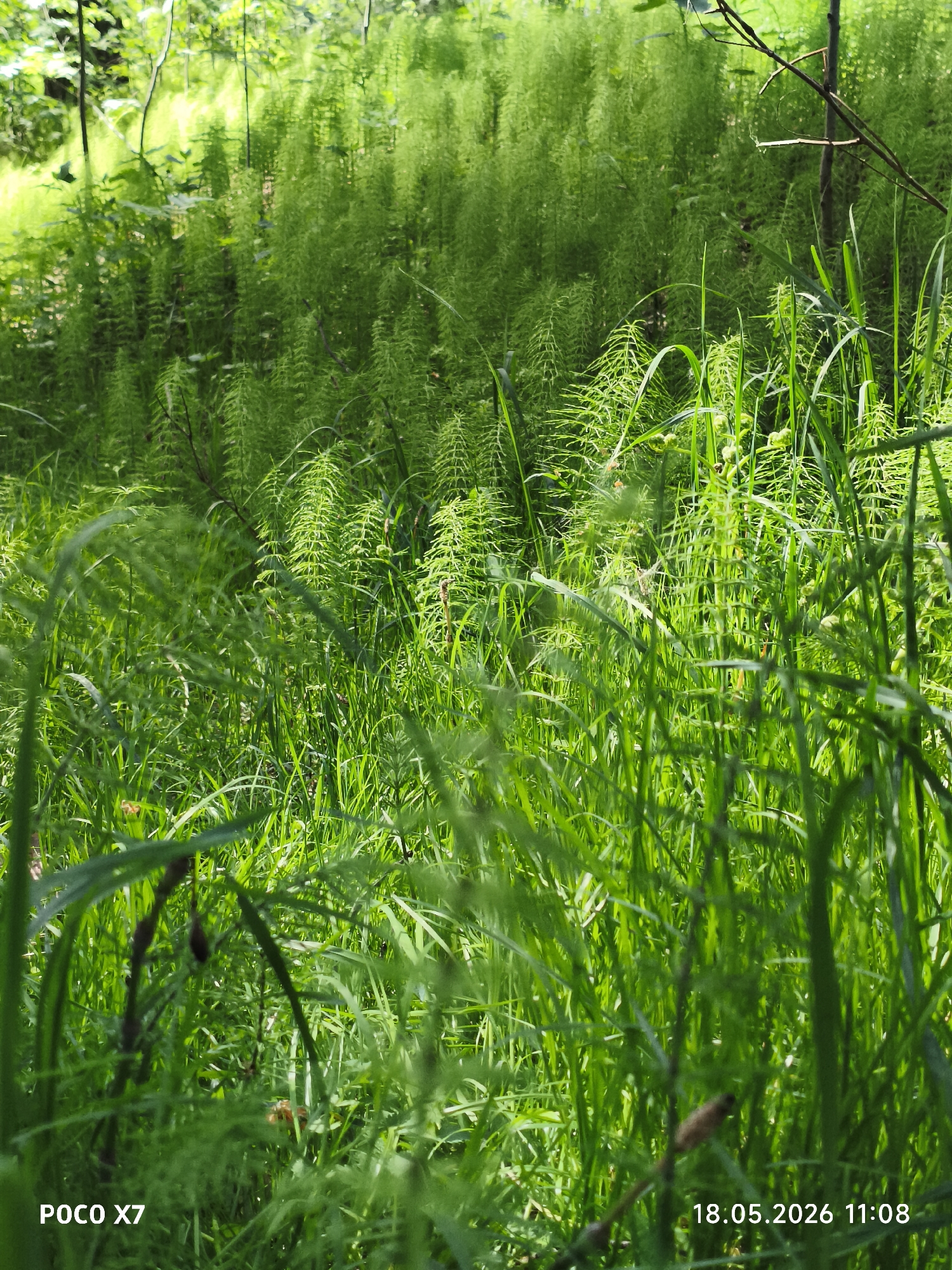 The image shows a dense growth of horsetail plants and grass in a natural setting. The location is likely a wooded area or a field in Chaikovsky, Russia. The lighting is bright and sunny. There are no people visible. A digital watermark in the bottom left corner reads "POCO X7". The date "18.05.2026 11:08" is shown in the bottom right corner.