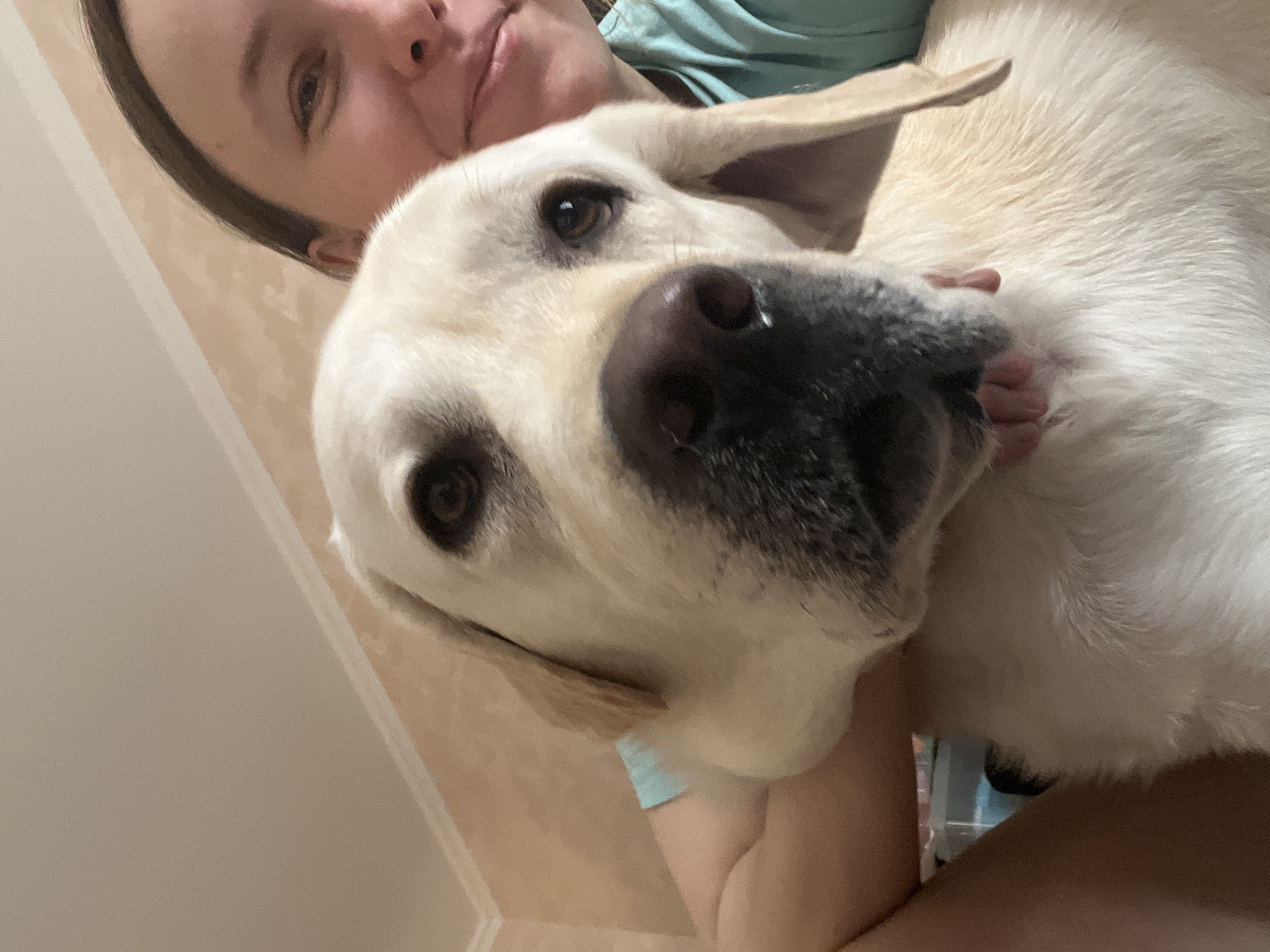 A selfie taken from a low angle shows a woman and a large, cream-colored dog. The woman's face is partially visible at the top of the frame, with her forehead, eyes, and nose in view. She has light skin and brown hair. She wears a light blue shirt. The dog is the primary subject, its face prominently displayed in the foreground. It has a black nose, brown eyes, and its tongue slightly protruding. The dog's fur appears thick and soft. The background consists of a light beige wall with a subtle vertical accent. No location in the city of Mytishchi, Russia can be determined based on this photo.