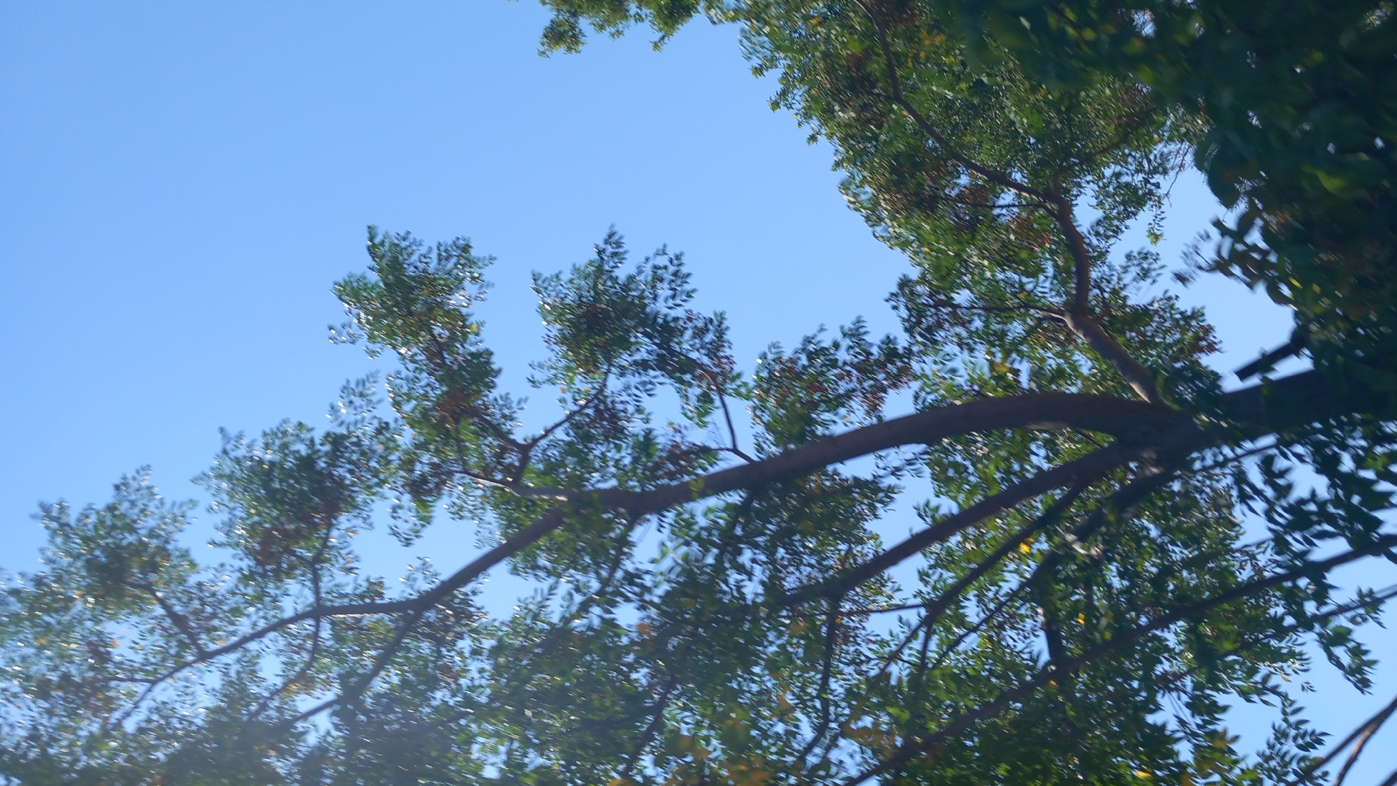 The image shows a close-up, upward-facing view of a tree with dense foliage against a clear, bright blue sky. The branches of the tree are thick and dark, with numerous small green leaves. Some yellowing leaves are also visible. The tree appears to be healthy and mature. The background is entirely composed of the sky, which is uniformly blue with no clouds. The lighting suggests it is daytime, likely sunny. There are no people, buildings, or other urban elements visible in the frame. The composition focuses exclusively on the natural elements of the tree and the sky, suggesting an outdoor environment perhaps within a park or garden area. Given the location of Kos, Greece, this scene is consistent with a Mediterranean climate, where lush green trees are common. The specific location in Kos cannot be determined from the image alone.