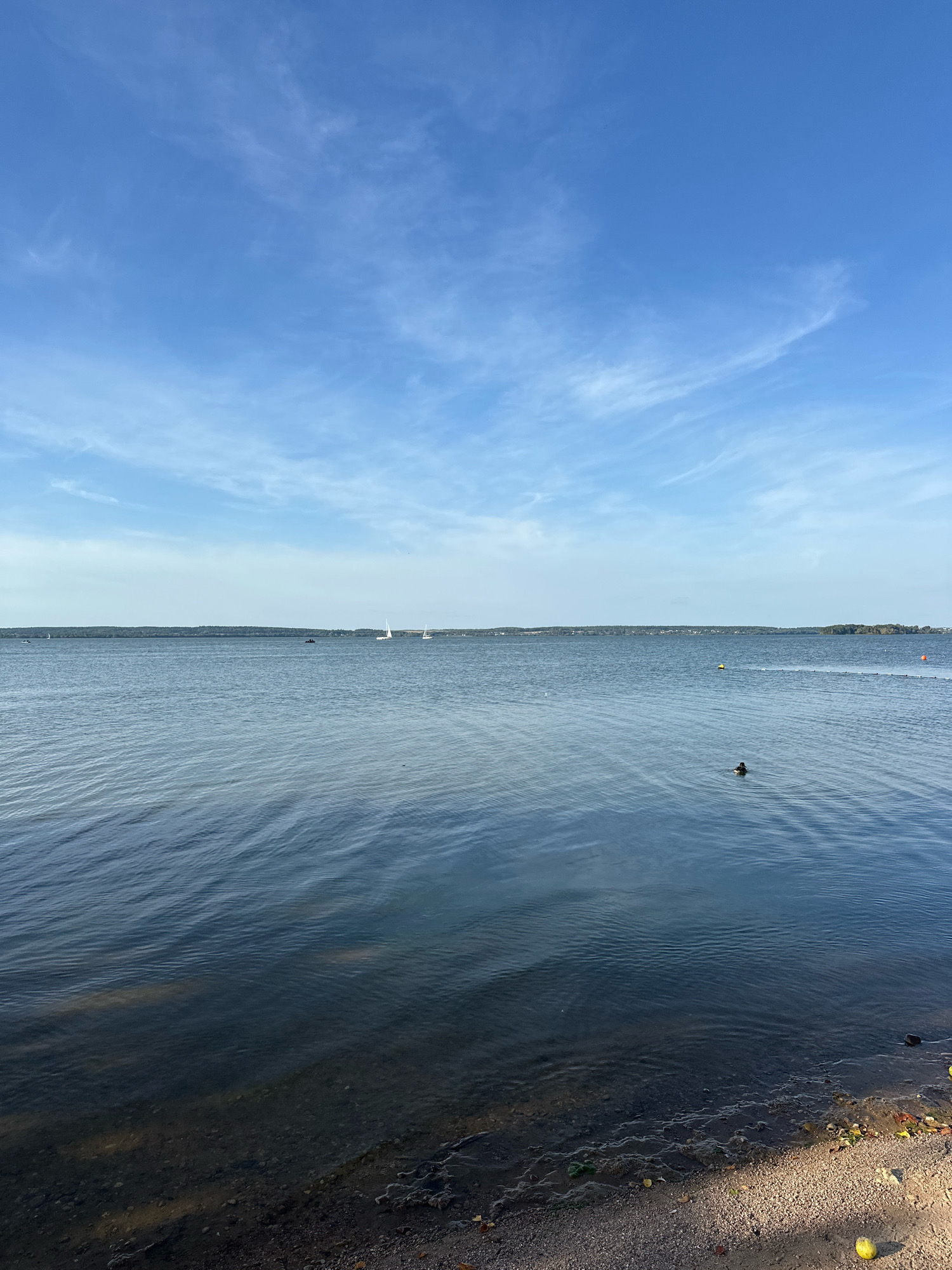 The image depicts a wide expanse of calm water, likely a lake or large river, under a bright blue sky with wispy white clouds. The shoreline in the foreground consists of sand and small stones, with some scattered leaves and a few yellow objects, possibly tennis balls. In the distance, a tree-lined horizon suggests land. Several sailboats are visible on the water, along with a single dark-colored duck swimming near the center-right of the frame. There are also some buoys marking an area on the water. The overall scene is peaceful and natural, suggesting an outdoor recreational area. The location is identified as Ждановіцкі сельскі Савет, Belarus, which is a rural administrative division.