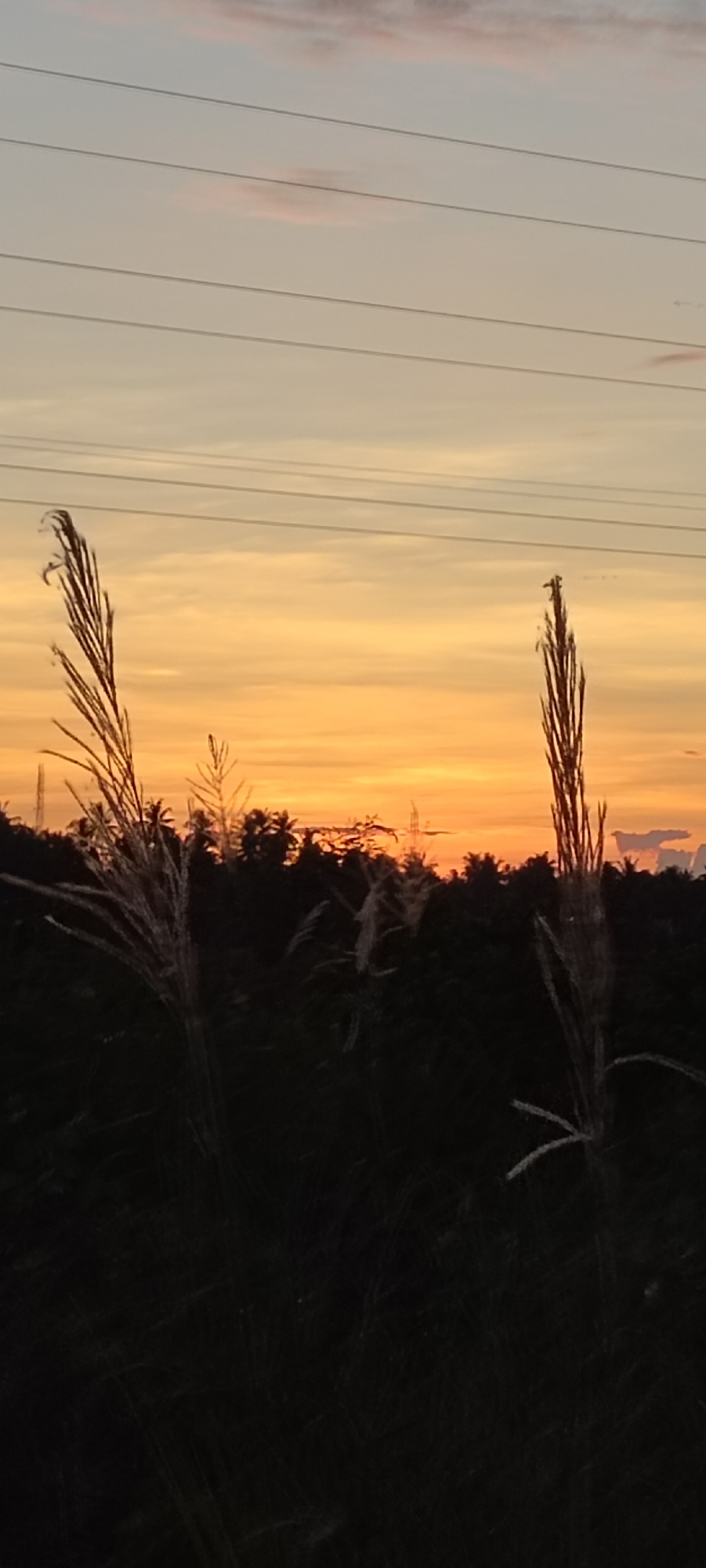 The image captures a serene sunset scene with a dusky orange and yellow sky. Silhouetted against this backdrop are the tops of several tall, slender grasses in the foreground. Beyond the grasses, a dark line of trees and vegetation forms the horizon, with a few power lines stretching horizontally across the upper portion of the sky. The overall atmosphere is tranquil, suggesting a rural or semi-rural setting, possibly on the outskirts of Lhokseumawe, Indonesia. The dim lighting indicates it's either early morning or late evening.
