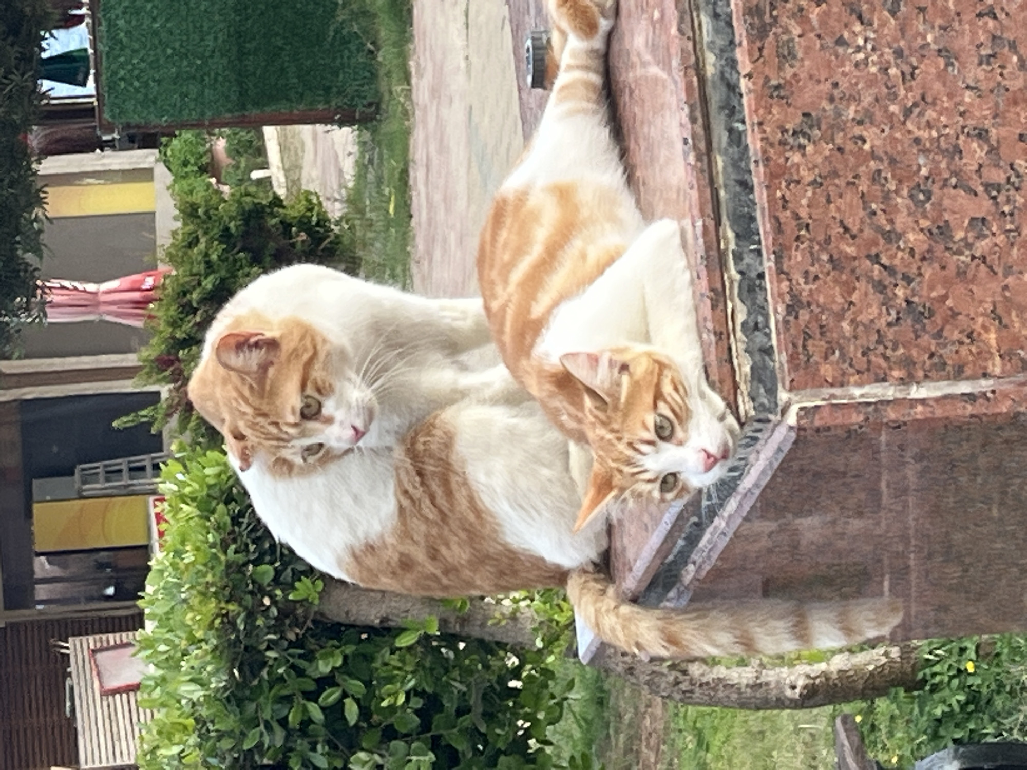 Two orange and white cats are visible in a landscape in Alanya, Turkey. One cat is resting in a tree near a brick structure while the second cat is laying on the side of the brick structure. The tree is full of green leaves and branches. In the background are residential buildings and foliage. The time of day seems to be daytime.