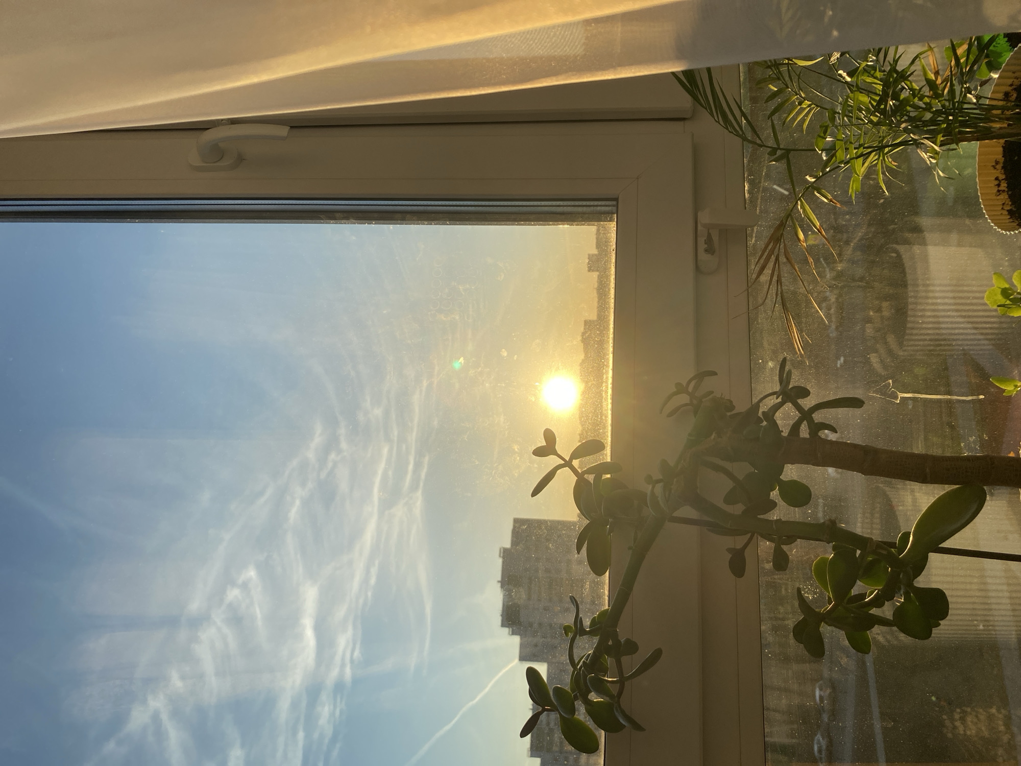 This vertical image captures a serene view looking out from inside a room through a white window frame, likely at sunrise or sunset. The sun, a bright golden orb, is low in the sky on the right side, casting a warm, luminous glow across the entire scene.
The sky is a vibrant blue, adorned with delicate, wispy white clouds and several distinct contrails. In the distance, silhouetted against the bright light, are the shapes of several tall urban buildings, suggesting a city environment, consistent with Izhevsk, Russia. The window glass appears to have some minor smudges and reflections.
Inside, on the windowsill or hanging near it, are two prominent houseplants. One, a succulent with thick, roundish-oval leaves (possibly a type of jade plant), hangs downwards from the center-right, partially silhouetted. Another plant, resembling a small palm or fern with slender, green fronds, is visible in the upper right corner, also touched by the golden sunlight. A light-colored, possibly sheer curtain or blind is visible at the top, softly filtering the light from above.
The window frame is white, and a white window handle is visible at the top. The time of day is clearly either early morning or late afternoon/early evening due to the low sun angle and golden light. The weather is clear and sunny with high-level clouds. The overall atmosphere is peaceful and warm. There are no people visible in the image, and no specific activity is occurring. No visible text is present.
