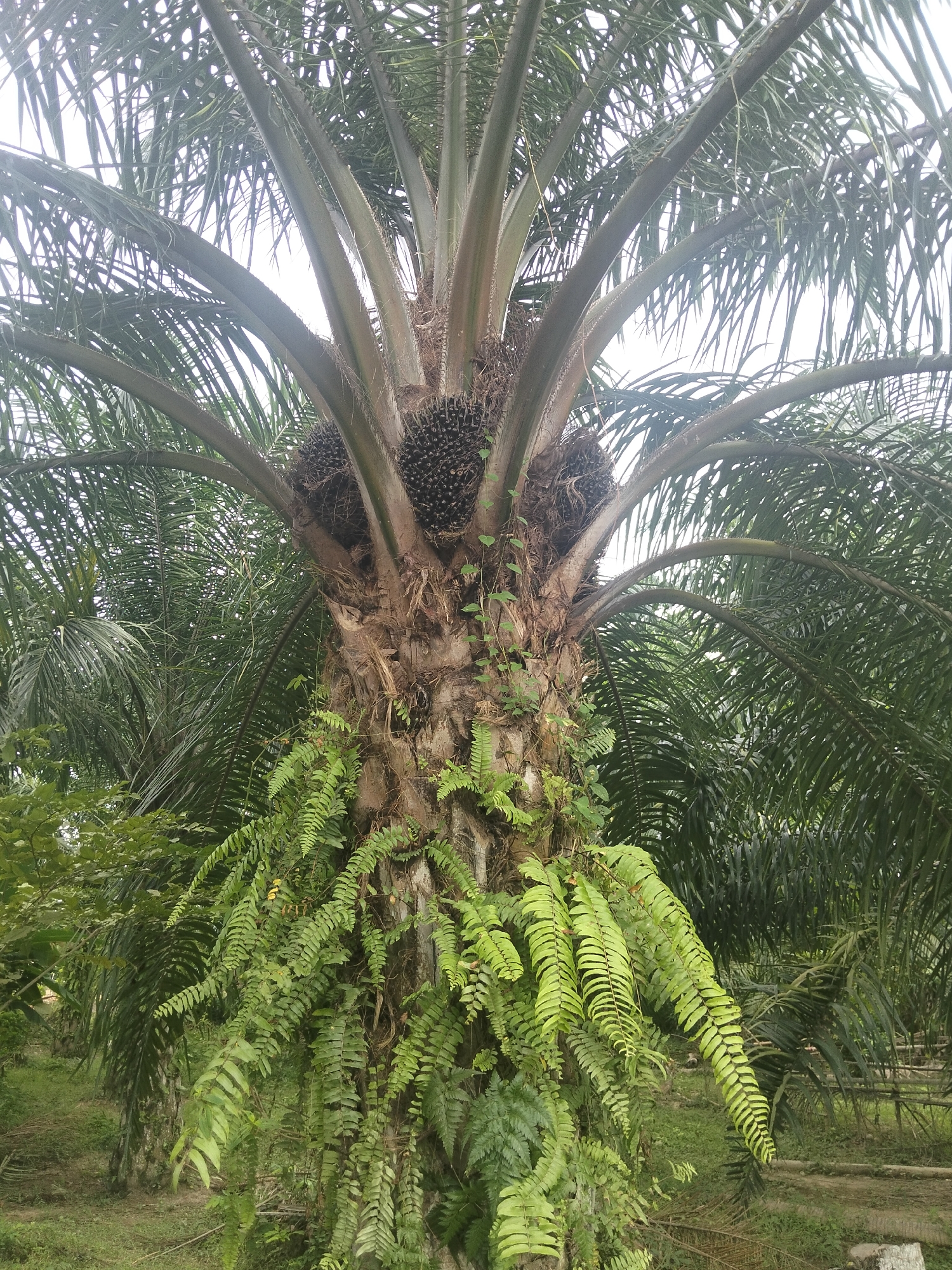 A close-up, vertical, eye-level shot shows the trunk of a palm tree in Meunyepayong, Indonesia. The tree's thick, brown trunk is covered in a dense growth of green ferns and vines. Three large bunches of dark, round palm fruits are visible clustered high on the trunk. Large, feathery palm fronds extend from the top of the tree, obscuring the sky, which appears overcast. In the background, more palm trees stretch into the distance, with a patch of grassy ground visible at the base of the main tree. The overall impression is of a lush, tropical environment.