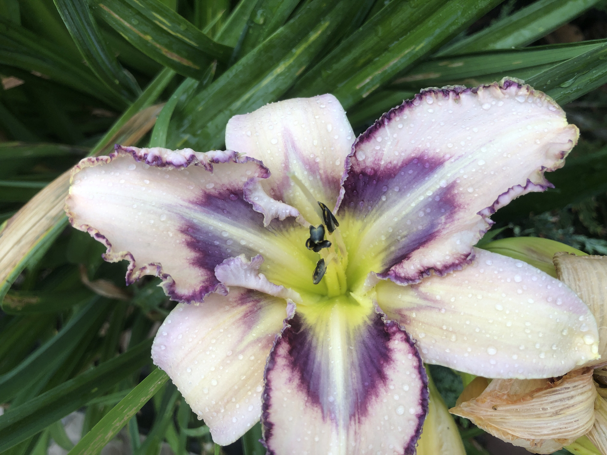 The image shows a close-up, low-angle view of a light-colored daylily flower with purple markings. The flower has six petals, with the inner petals transitioning from white to yellow towards the center, where black stamens are visible. The edges of the petals are ruffled and tinged with purple. The flower is covered in small water droplets, suggesting it may have recently rained or been watered. The background consists of out-of-focus green foliage. The image does not contain any people, actions, or interactions, and there are no discernible landmarks that would indicate a specific location in Radomyshl, Ukraine.