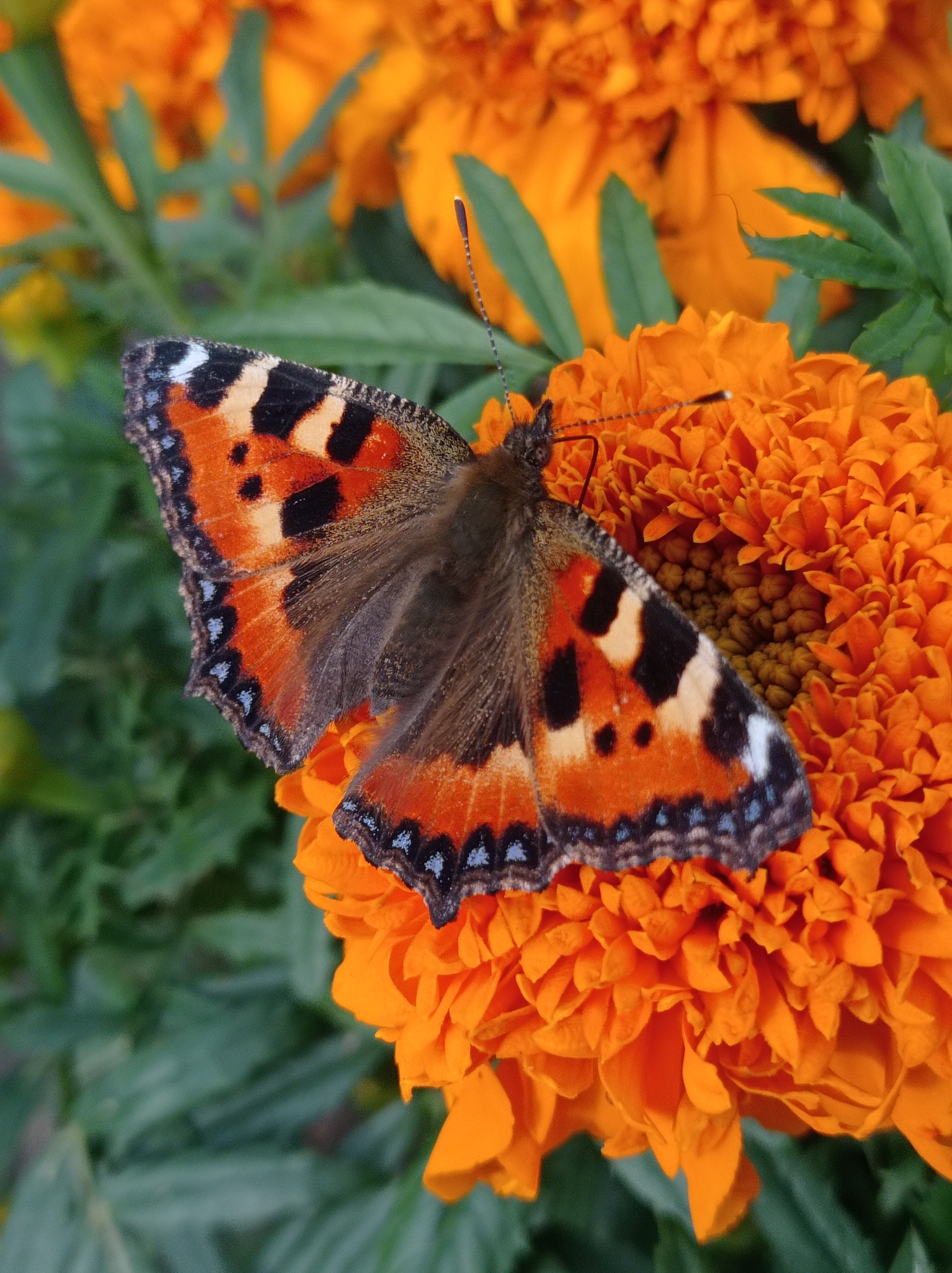 A butterfly with orange, black, and white wings rests on a bright orange marigold flower. The butterfly's body is dark brown, and its antennae are long and thin. The marigold is in full bloom, with many ruffled petals. The background is a blur of green foliage and more orange flowers. This image was taken in the city of Degtyarsk, Russia.