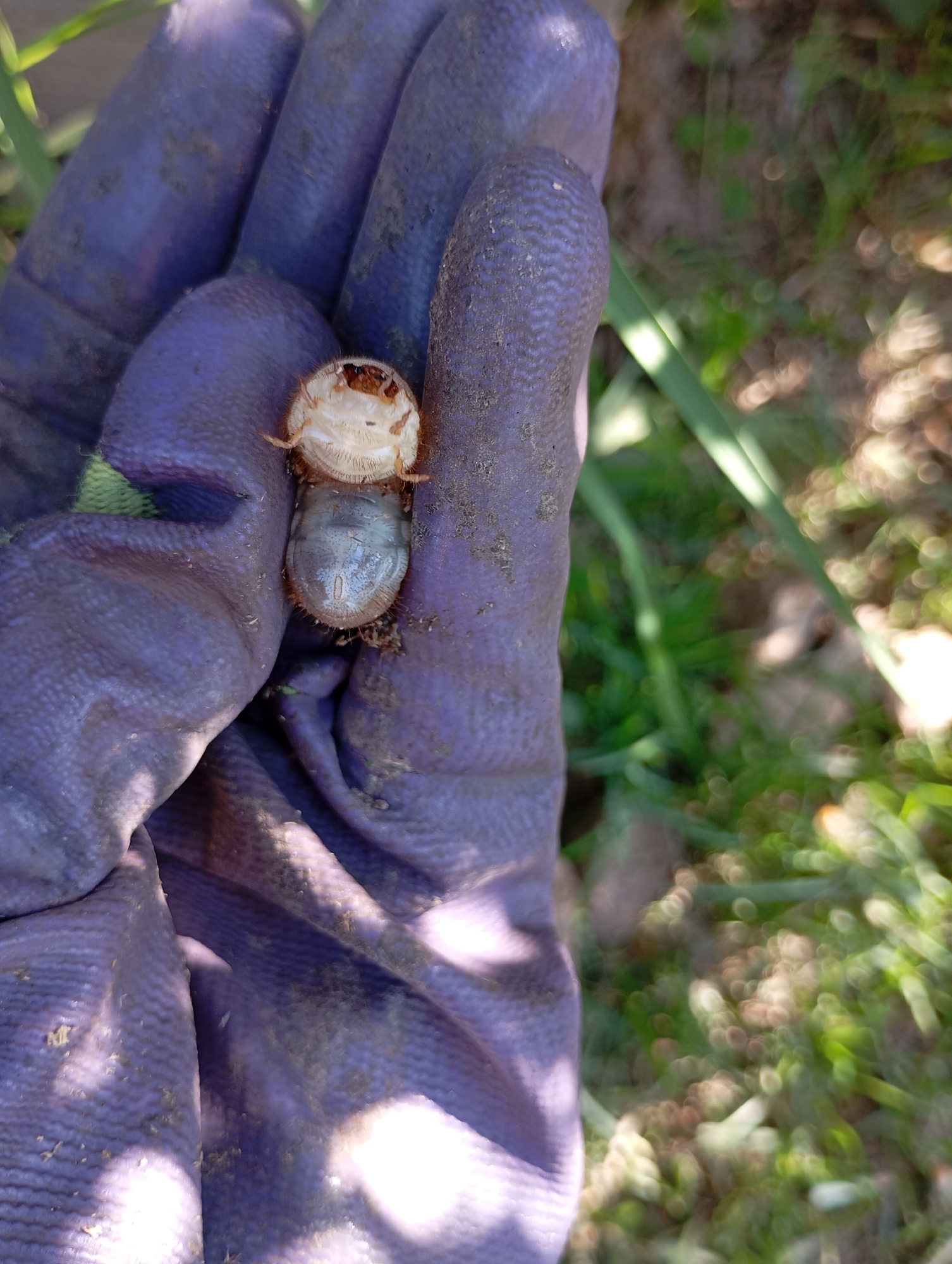 A gloved hand holds a beetle on the fingertips. The beetle is bicolored with a white/cream body and a dark-colored carapace. The background shows blurred green vegetation. Location: Unknown, Unknown.