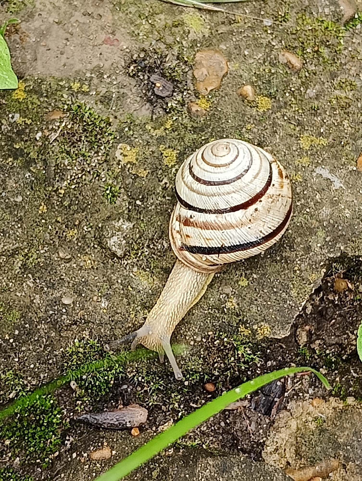 A land snail, identified by its light-colored body and a distinct spiraled shell featuring alternating dark brown and cream-white bands, is observed in motion across a textured ground surface. The snail's two upper cephalic tentacles are extended. The substratum consists of dark, granular soil or dirt, interspersed with numerous patches of vibrant green moss. Scattered throughout the ground are small, irregular light-colored pebbles or debris. A bright green blade of grass or leaf is visible in the lower right corner, extending partially into the frame, and another green leaf is partially visible in the upper left. The scene is illuminated by natural light. No human presence is detected. The specific location is Unknown, Unknown.