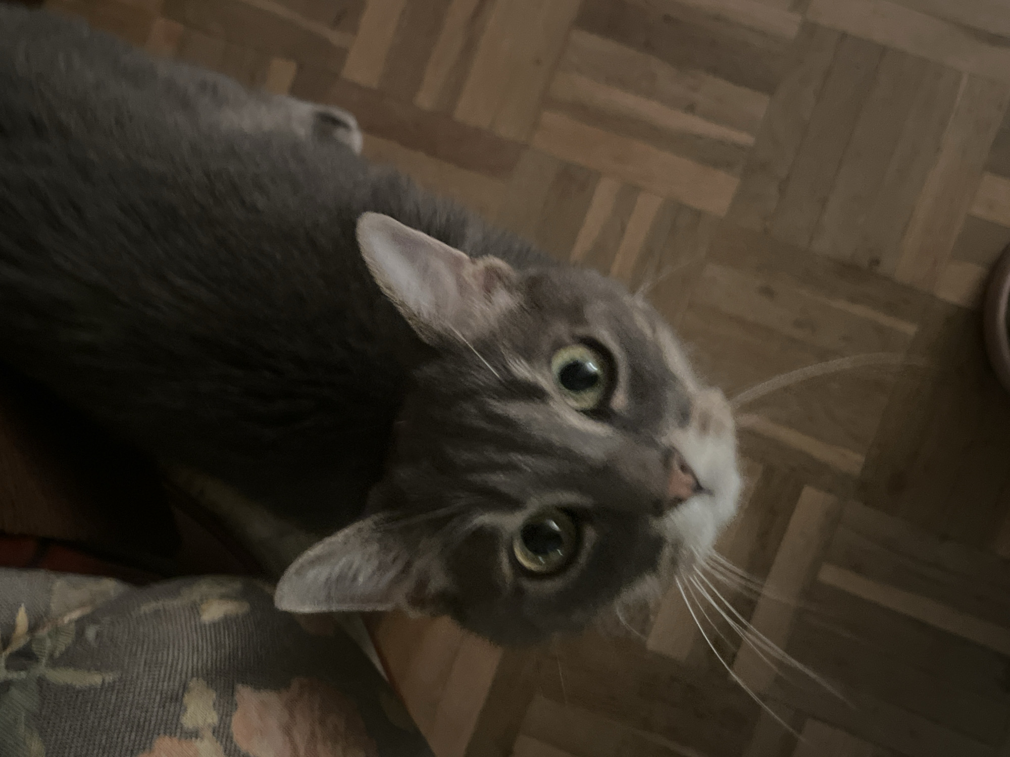 An indoor, high-angle close-up shot features a gray cat looking directly upwards. The cat has smooth, light gray fur, a prominent white muzzle and chin, and long, delicate white whiskers fanning out from its face. Its large, round eyes, appearing green or yellowish-green, are wide open and fixed on the viewer, conveying a sense of curiosity and alertness. One of its triangular ears is clearly visible and erect, while the other is partially obscured. Only the cat's head and a portion of its back are visible in the frame, indicating a tight crop.
The background consists primarily of a light brown wooden parquet floor, laid in a herringbone pattern, which suggests a home or apartment setting. To the bottom left of the image, a dark fabric with a subtle floral or leaf pattern in muted green and orange tones is partially visible, likely a cushion or blanket on which the cat might be resting. The overall lighting is dim, suggesting an indoor environment with low ambient light, possibly during the evening. There is no visible text in the image. The scene is located in Barcelona, Spain.