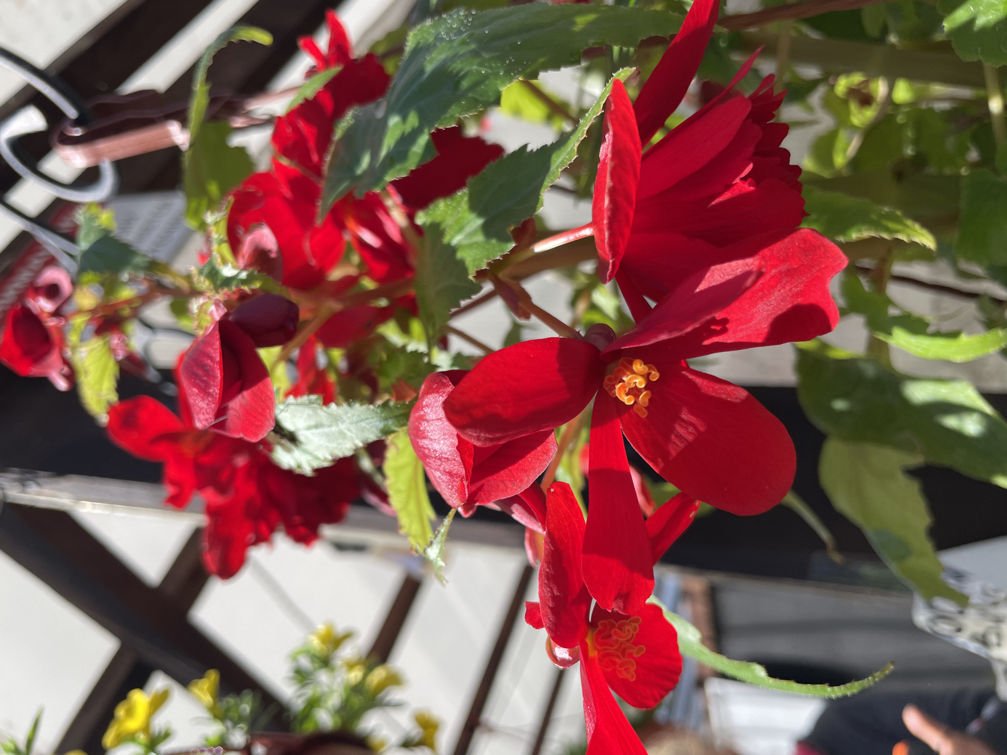 The image shows a close-up of red begonia flowers with green leaves. The flowers are in full bloom and have yellow stamens. In the blurred background are a white trellis structure, parts of a plant pot with yellow flowers, and a metal hanging hook. The precise location within the city of Priozersk, Russia cannot be determined from the image alone.