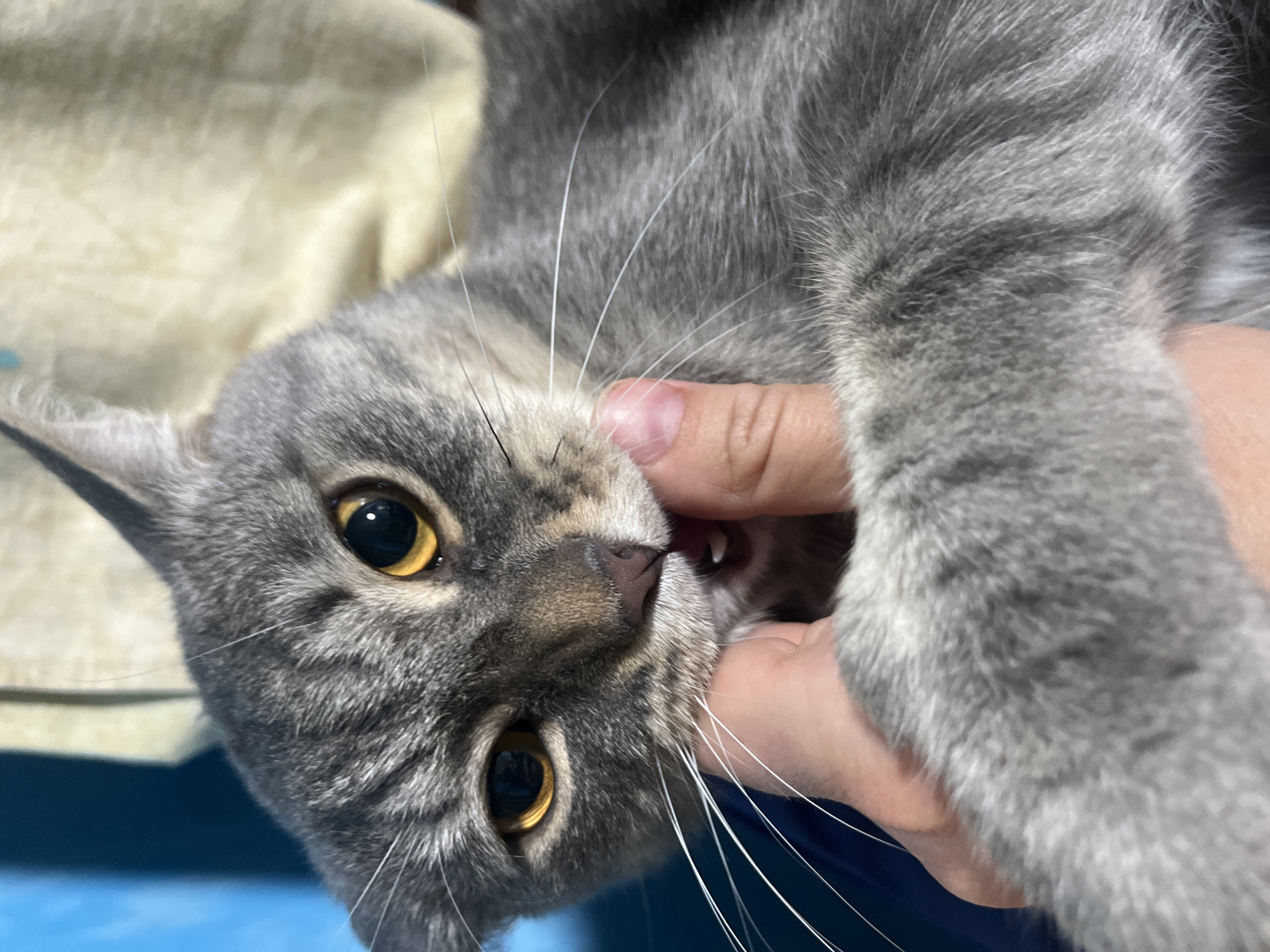 A gray tabby cat is close to the camera, its face turned to the side and upside down. The cat has large, amber eyes. A hand is holding the cat near its mouth. The background includes beige fabric and a blue surface. No location in Nizhny Tagil, Russia, is identifiable in the image.