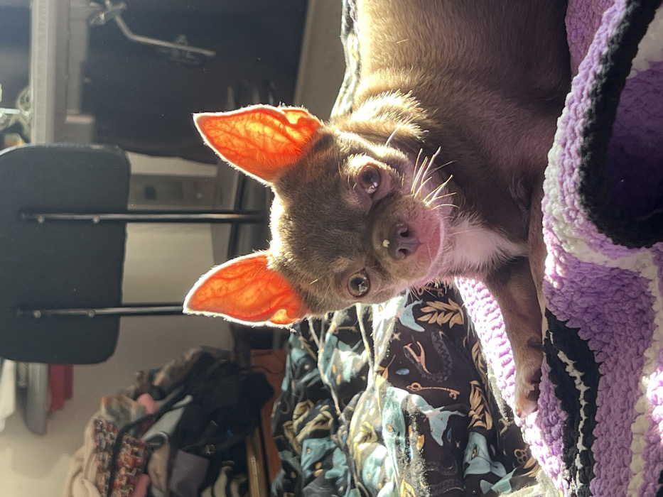 A small, brown, short-haired dog, consistent with a Chihuahua breed, is depicted lying on a textured, crocheted blanket with stripes of purple, black, and white. The dog's erect ears are strongly backlit by natural sunlight, causing them to glow orange and appear translucent. A small white speck is visible on the dog's nose, and its left eye (viewer's right) exhibits a distinct physical anomaly or is partially closed. The animal is positioned centrally, facing directly towards the camera. Behind the dog, another patterned blanket or fabric with dark blue, light blue, and gold motifs is visible. The background reveals an indoor environment, including a dark chair with a metal frame and a pile of textiles or clothing, suggesting a residential space in Saint Petersburg, Russia. No human subjects or interactions are present.