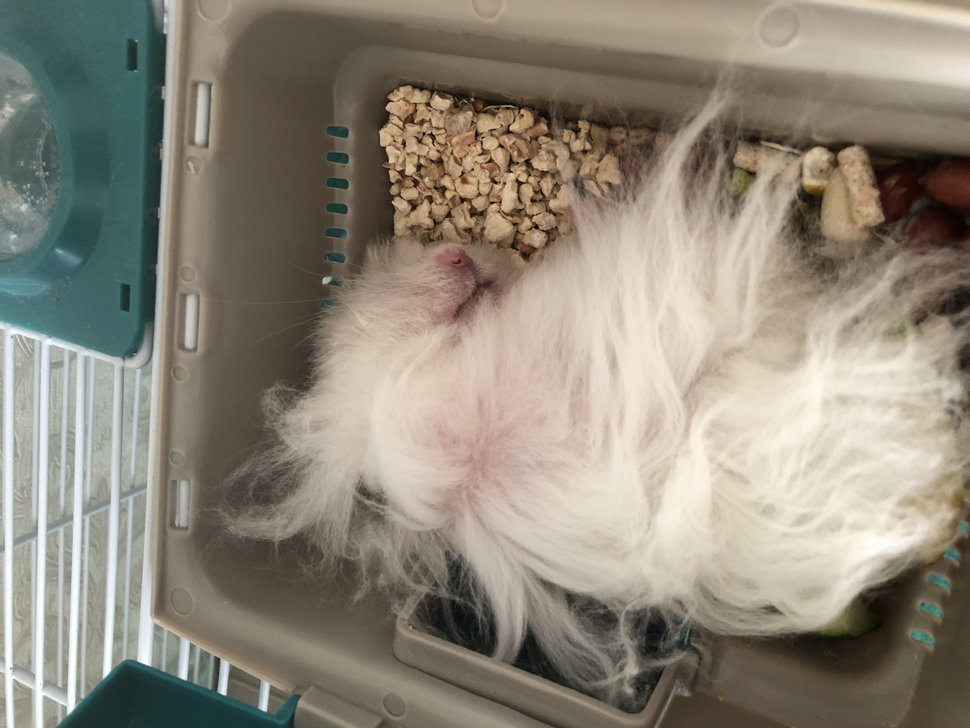 A white fluffy hamster is sleeping on its back in a carrier. The carrier is made of tan plastic with a teal lid that is partially open. The hamster's fur is very long and spread out, covering most of its body. Its eyes are closed, and its nose is pink. The carrier contains some small kibble-like food pellets and what appears to be bits of food. The background shows the bars of a cage. The image was taken in Solikamsk, Russia.