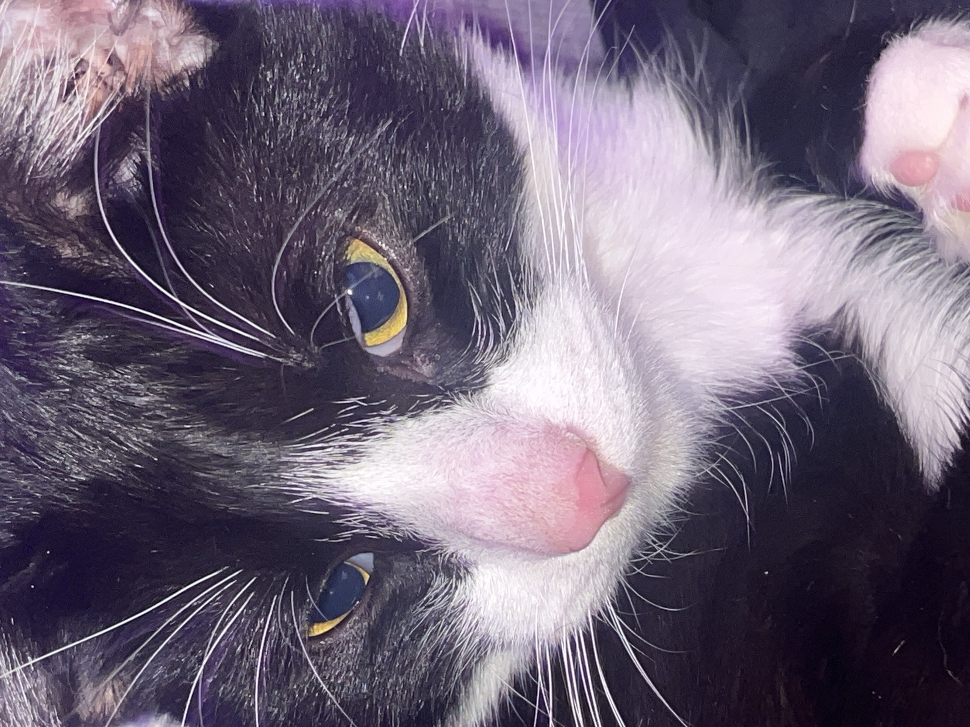 A close-up image shows a black and white cat with yellow eyes and a pink nose. The cat is lying on its side, with its head slightly tilted towards the viewer. Some pink paw pads are visible. The location is Unknown, Russia.