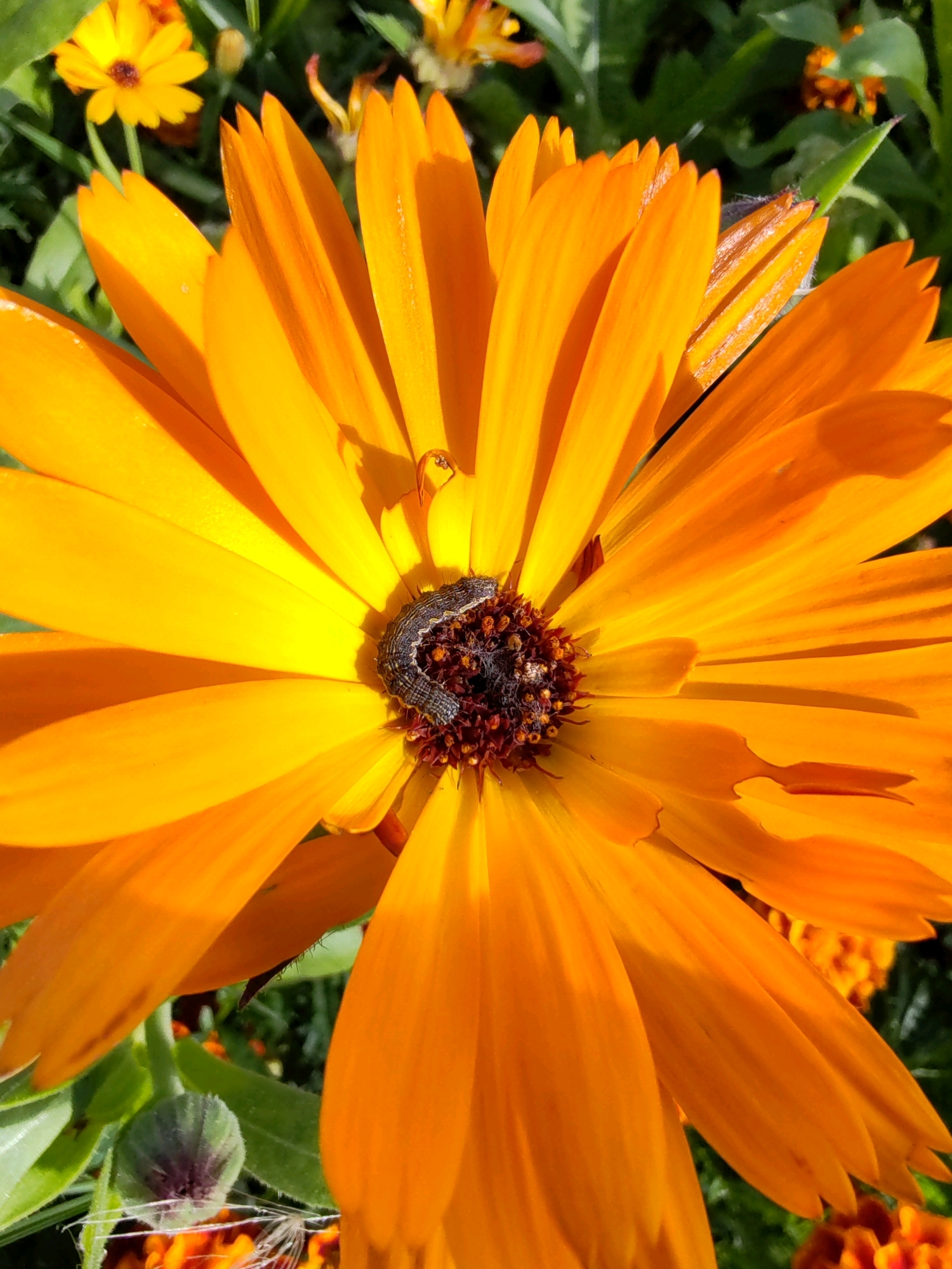 The image is a close-up, high-angle shot of an orange marigold flower with a caterpillar on its center. The caterpillar is dark gray and segmented, with black and white markings along its body. It is positioned on the dark brown, pollen-covered center of the flower. The marigold petals are a vibrant orange, with some showing hints of yellow. The background is a blur of green foliage and other orange flowers, suggesting a garden setting. The lighting indicates it is daytime, with sunlight casting shadows on the petals. There are no people or man-made structures visible in the image. The location is specified as Чухлэм, Russia.