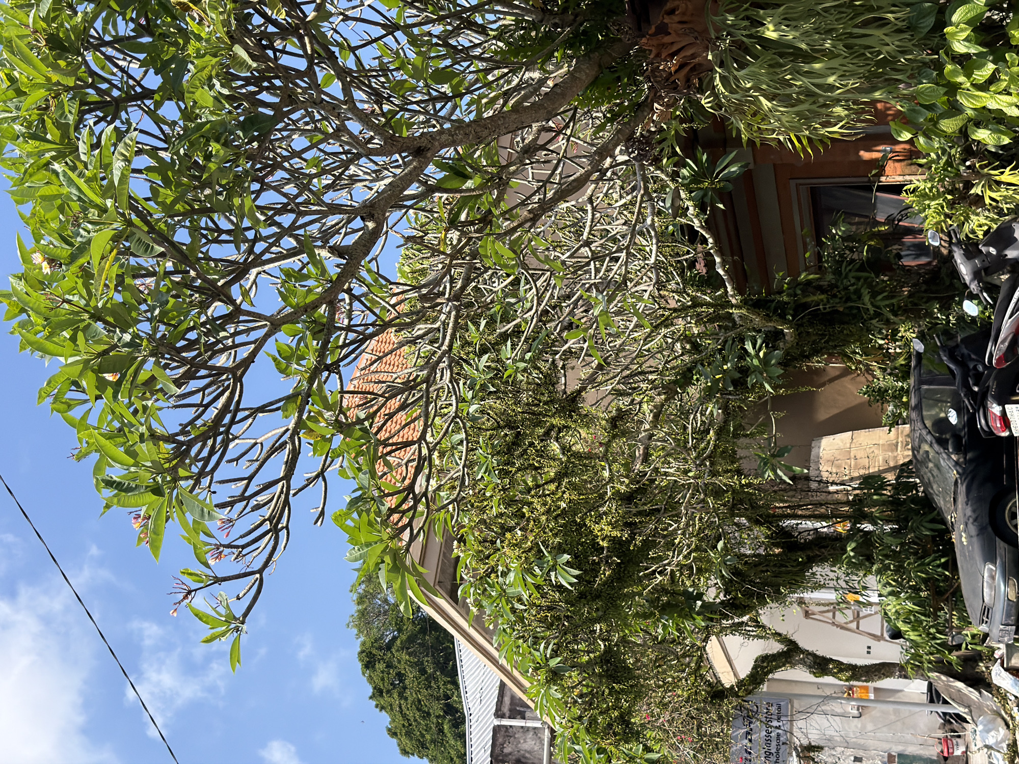 The image captures a sun-drenched street scene in Ubud, Indonesia, characterized by lush tropical foliage and traditional architecture. In the foreground, a dark-colored car is parked on the street, partially obscured by dense green plants. To the left, a sign for "Sunglasses Store - Wholesale & Retail" is visible on a white building. A ladder leans against the building. Dominating the frame is a large frangipani tree with its characteristic gray branches and vibrant green leaves, some of which bear small pink flowers. The tree's branches stretch across the sky, which is a clear blue with scattered white clouds. Behind the frangipani tree, the terracotta-tiled roof of a building is visible. The overall impression is one of a vibrant, tropical urban environment.