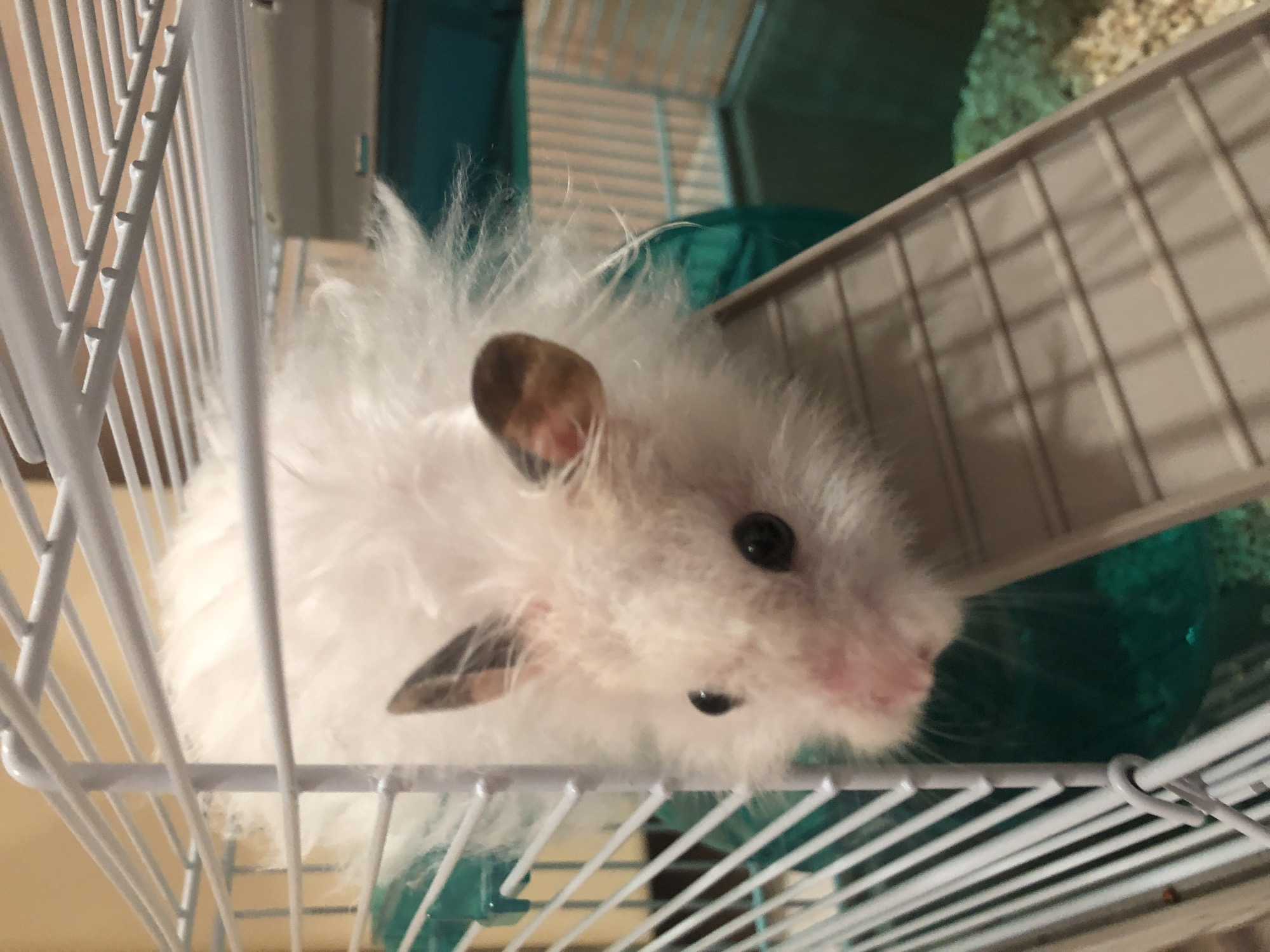 A white, fluffy hamster is perched on a gray ramp inside a white wire cage. The hamster has dark eyes and pink ears with brown tips. Behind the hamster, a teal plastic tube is visible. The cage floor appears to be covered in small, light-colored gravel. The image is taken from a close-up, slightly downward angle. There is no information about the city of Solikamsk, Russia in the image.