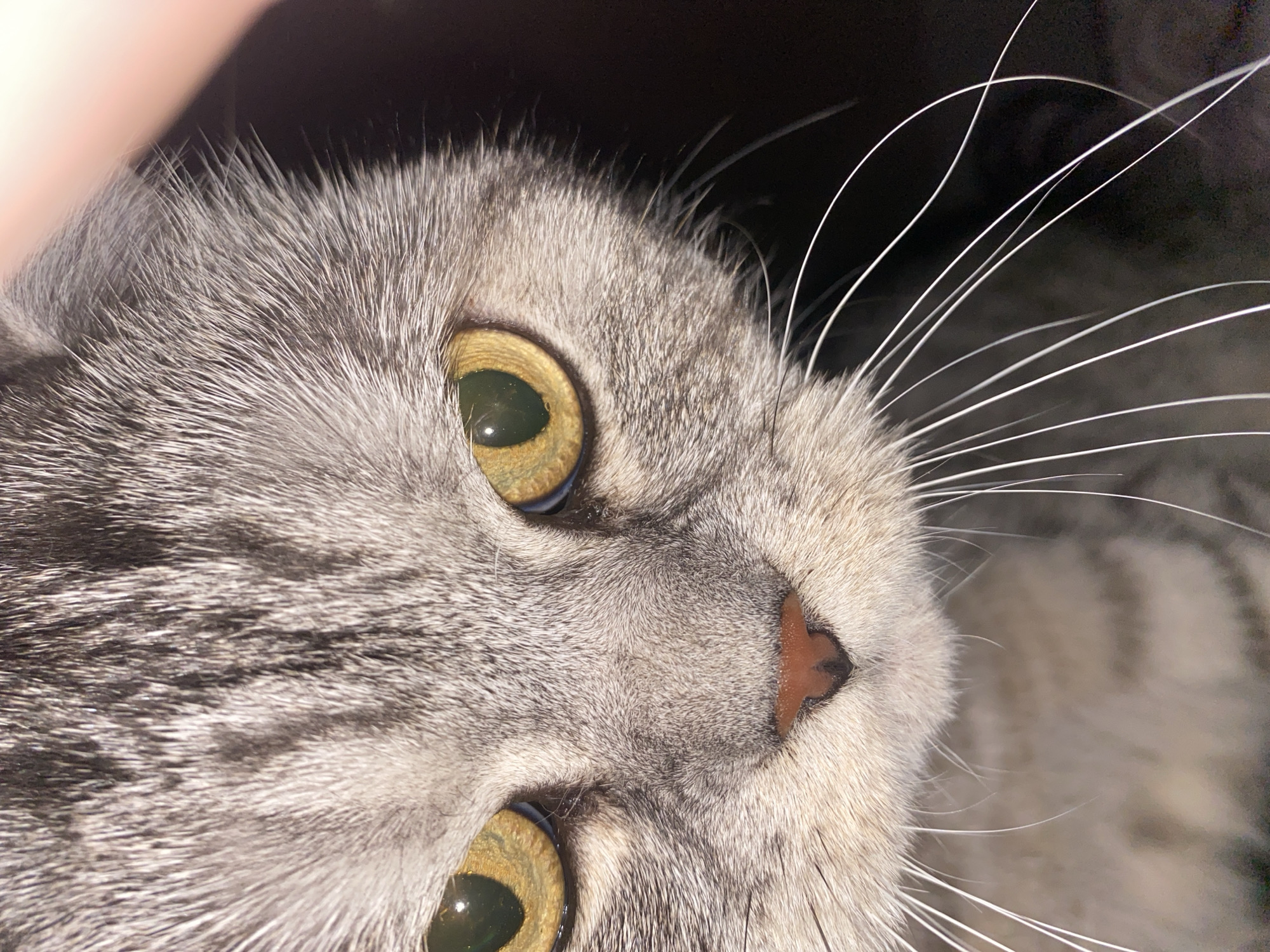 Close-up, angled view of a grey tabby cat's face. The cat has yellow-green eyes and a pink nose. The background is dark. The location is not evident from the image.