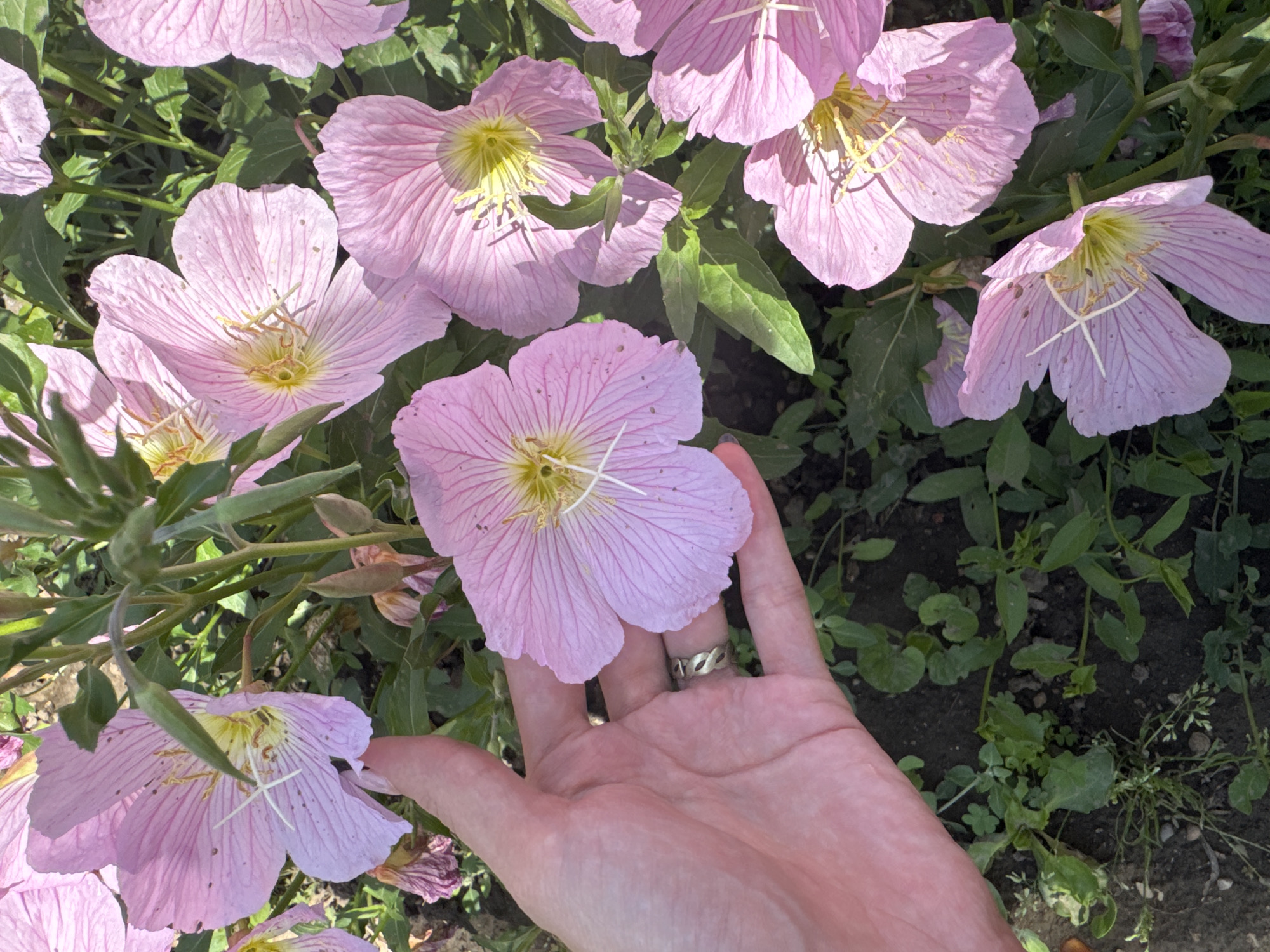 The image depicts a cluster of pink four-petal flowers, likely Oenothera speciosa (pinkladies), growing in a garden-like setting. A human hand is partially visible in the foreground, touching one of the flowers. The background includes green foliage and some soil. The location of the image cannot be determined using only visual elements. No individuals are known to exist in the City of Butan in Bulgaria.