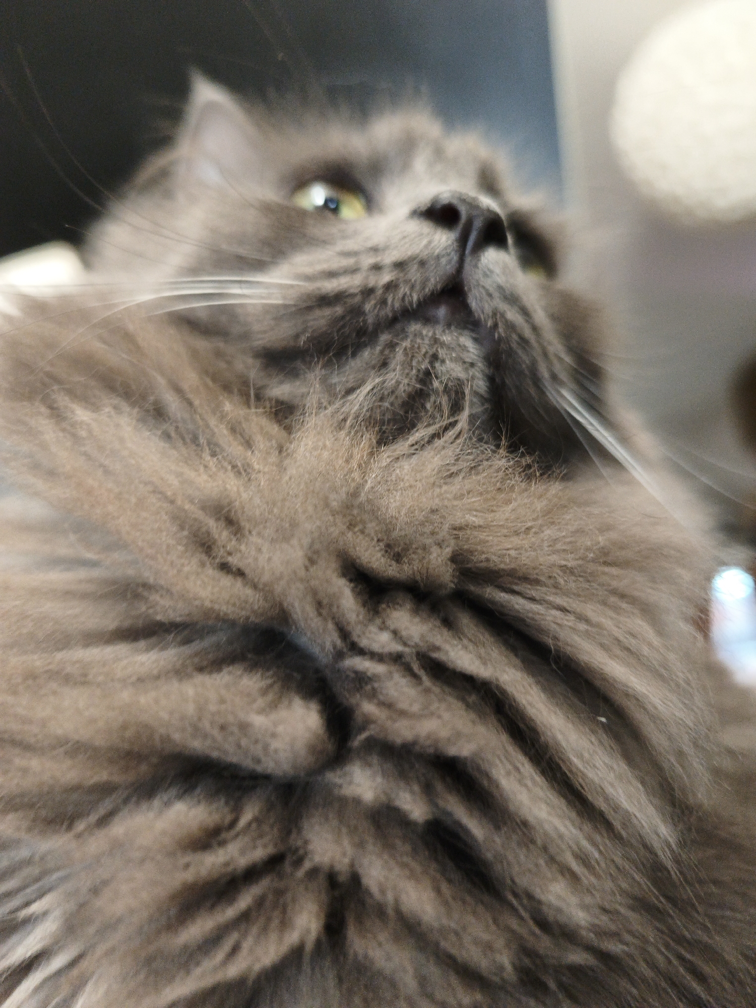 An extreme close-up, low-angle shot shows a fluffy grey cat looking upwards. The cat's fur is long and appears to be slightly blurry in the foreground, with a sharp focus on its nose and eyes. The cat's right eye is visible, a vibrant green with a black pupil. Its nose is black and moist. Long white whiskers extend from the cat's muzzle. The background is dark and out of focus, with a blurry, bright circular object on the right side of the frame, possibly a light source. The cat's body fills most of the frame, emphasizing its dense fur.