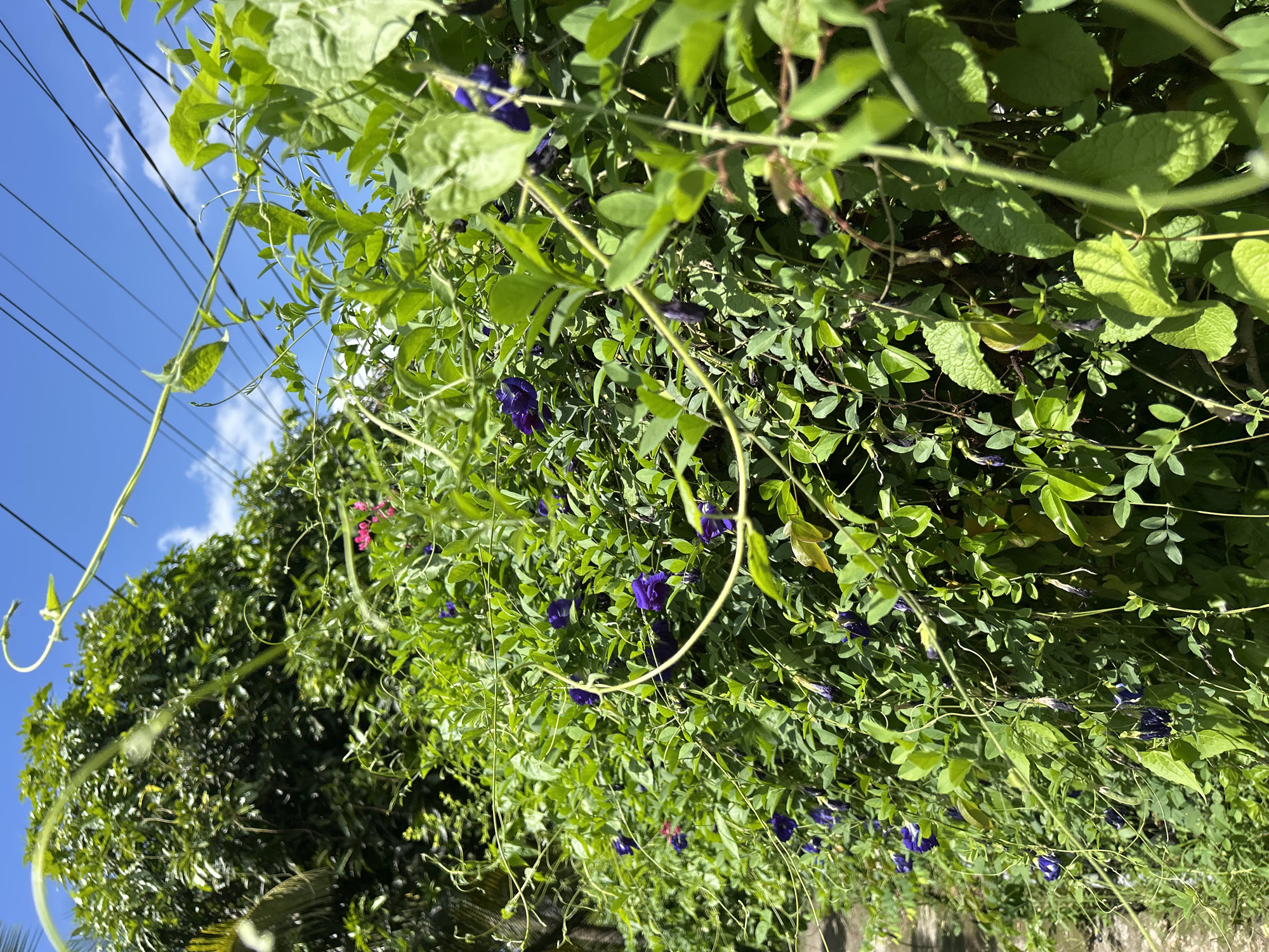 In the city of An Hữu, Vietnam, a dense wall of green foliage is punctuated by vibrant purple butterfly pea flowers, with a few hints of pink blooms scattered throughout. The plant's tendrils twist and curl, some extending towards the viewer and others reaching towards the bright blue sky, where thin power lines crisscross. In the background, a large leafy tree stands tall, its dark green canopy contrasting with the lighter green of the flowering bush and the vivid sky. The scene is bathed in sunlight, casting shadows and highlighting the textures of the leaves and flowers.