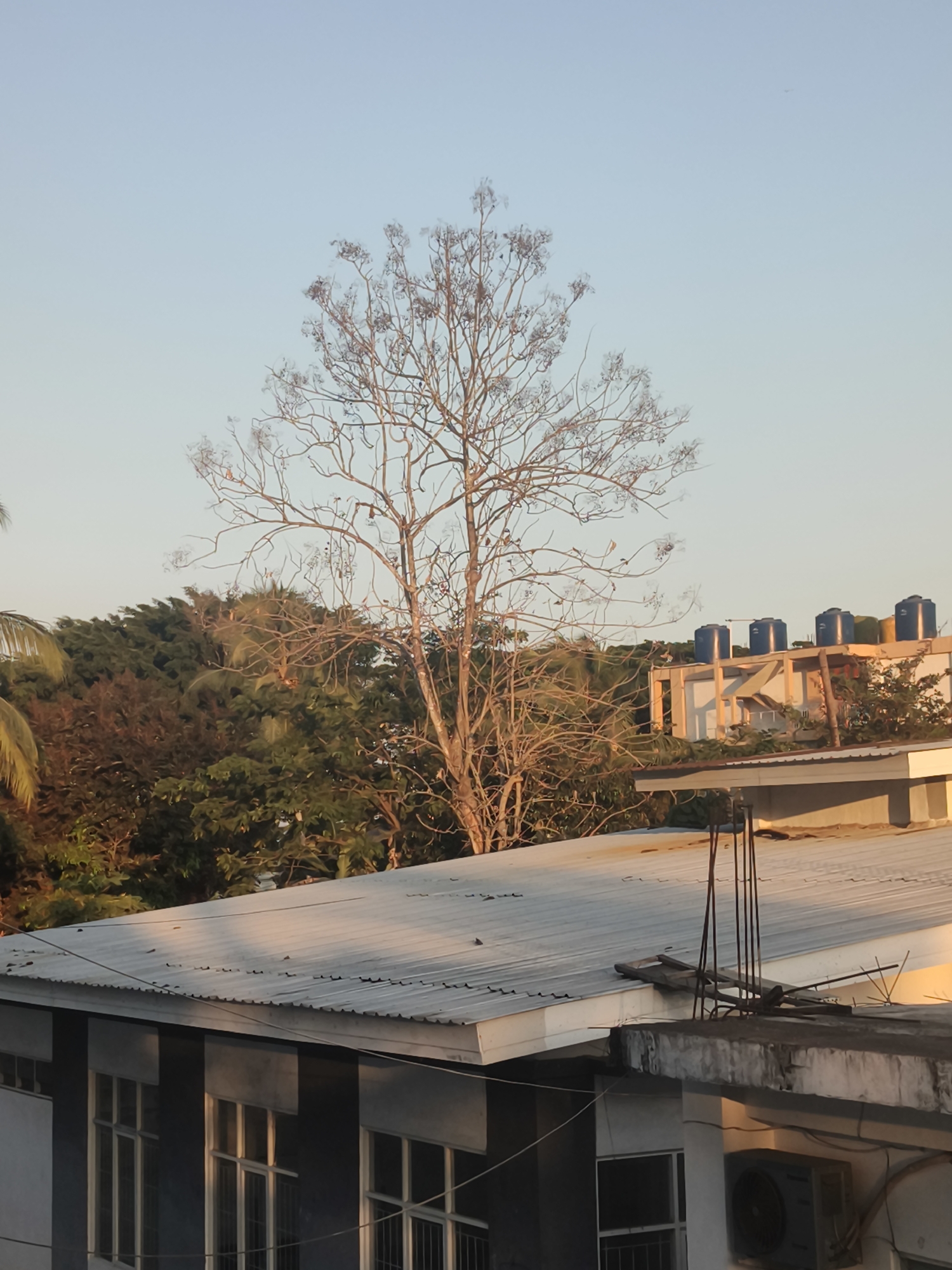 The image depicts an outdoor scene on a clear day. A tall, bare tree stands prominently in the center, its branches reaching upwards against a pale blue sky. Behind the tree, a dense cluster of green and brown foliage is visible. In the foreground, the corrugated metal roof of a building stretches across the lower half of the frame, with the dark blue facade of another building and windows visible beneath it. To the right, part of a building with a lighter colored roof is visible, supporting several large blue water tanks and a yellow structure. The scene suggests an urban or semi-urban environment, possibly in Ketawang, Indonesia, given the building styles and the presence of water tanks. There are no people or animals visible in the image.