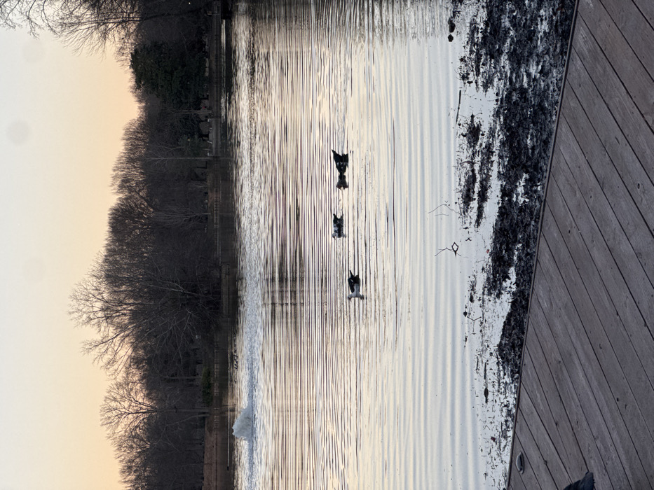A tranquil waterscape presents a calm body of water reflecting a sky of soft hues. Three silhouettes of birds or waterfowl float in the water, creating a sense of serene activity. A sparse treeline borders the water's edge. A portion of a wooden dock extends into the scene, offering a sense of human presence. Close to the dock, an edge of mud is present. A gentle fountain adds to the water's texture.