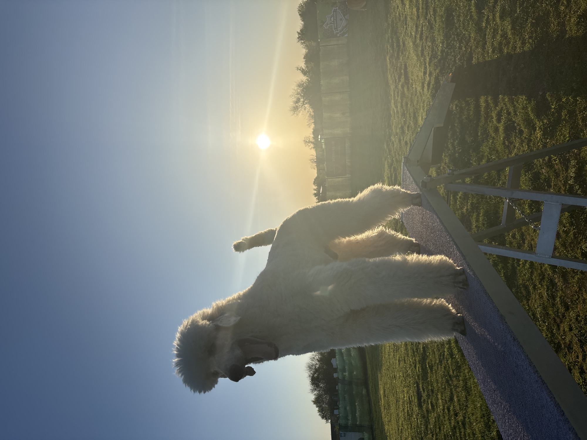 A white dog is seen standing on an agility obstacle, likely a dog walk, in a grassy field. The environment includes trees and possibly a fence line in the background. The setting sun creates a backlit effect. It appears to be an outdoor training or recreational area. There is no verifiable information in the image to confirm the location is Kamenar, Bulgaria.