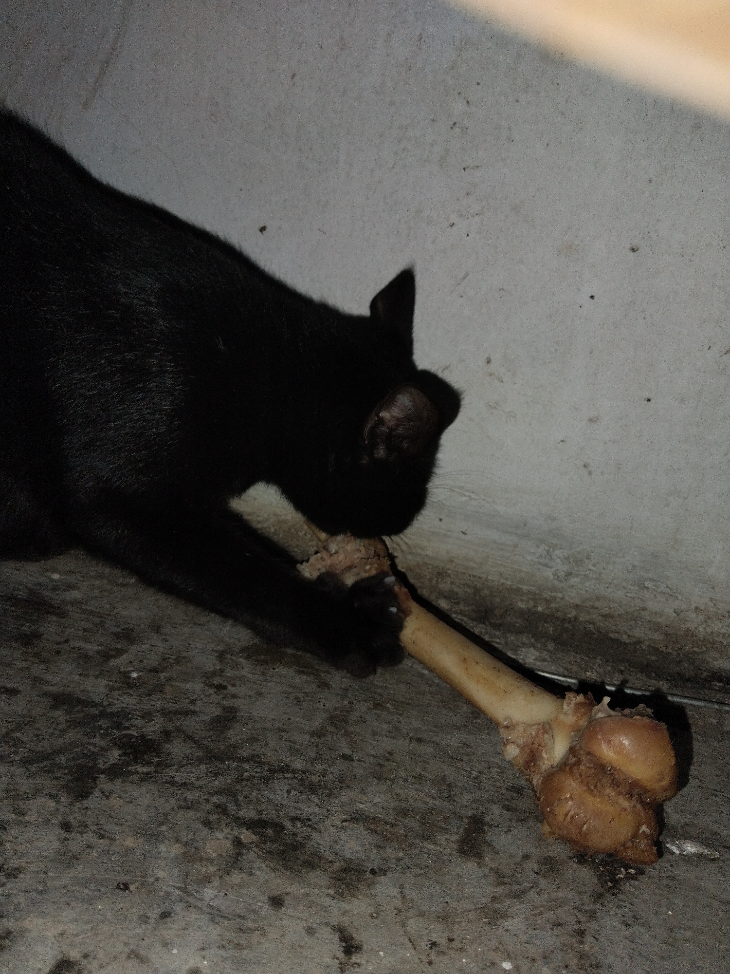 A black cat is eating a large bone indoors in an unknown city and environment. The cat is dark, while the bone is light in color. The floor and wall are neutral tones and appear aged. The scene is illuminated by an artificial light source.