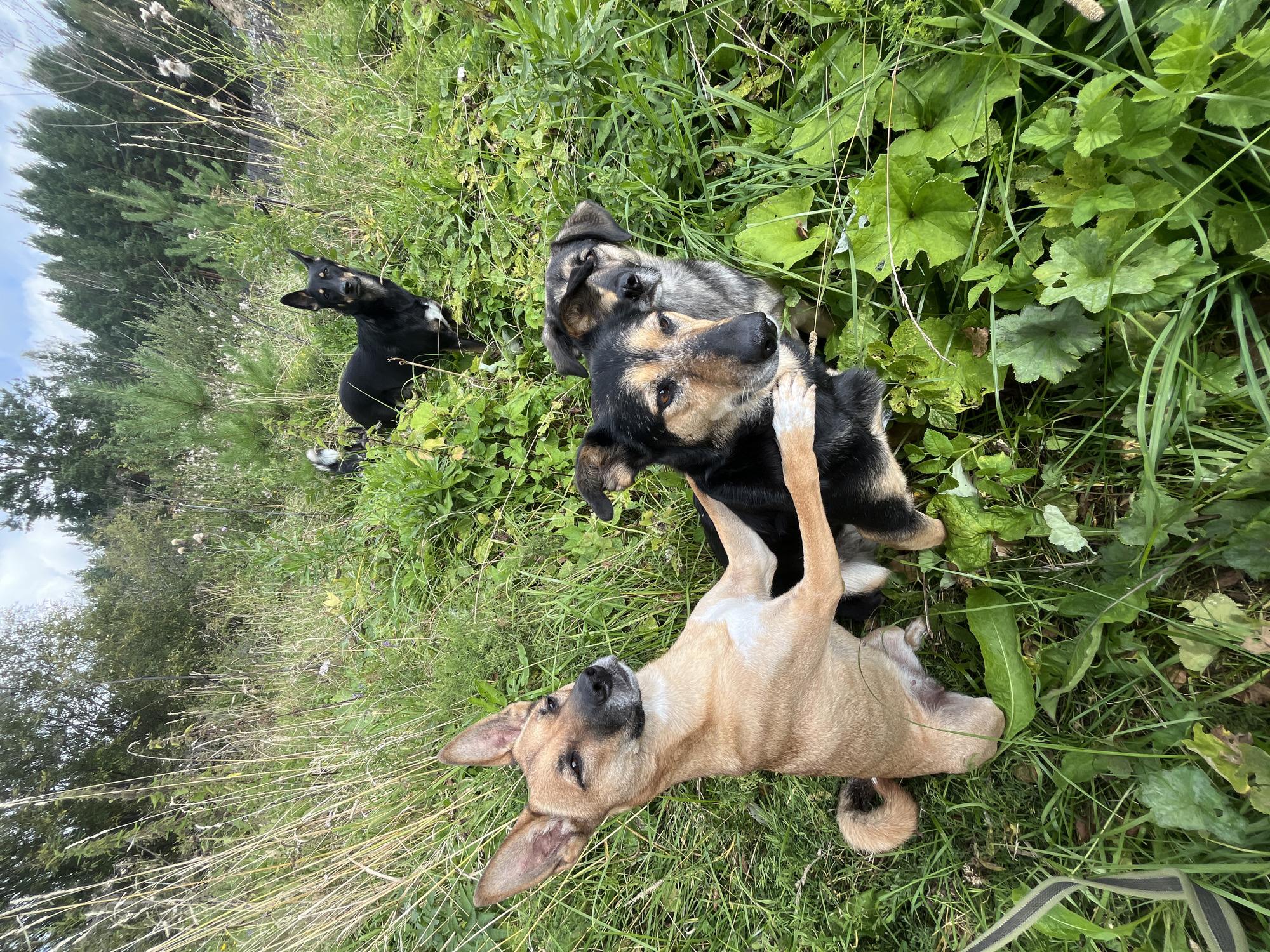 Four dogs are in a grassy field with trees in the background. One tan dog is lying on its back with its paws around a black and tan dog that is sitting. Another black and tan dog is behind them, and a black dog with white markings is standing further back in the field. The sky is cloudy. The location is the city of Nizhny Tagil, Russia.