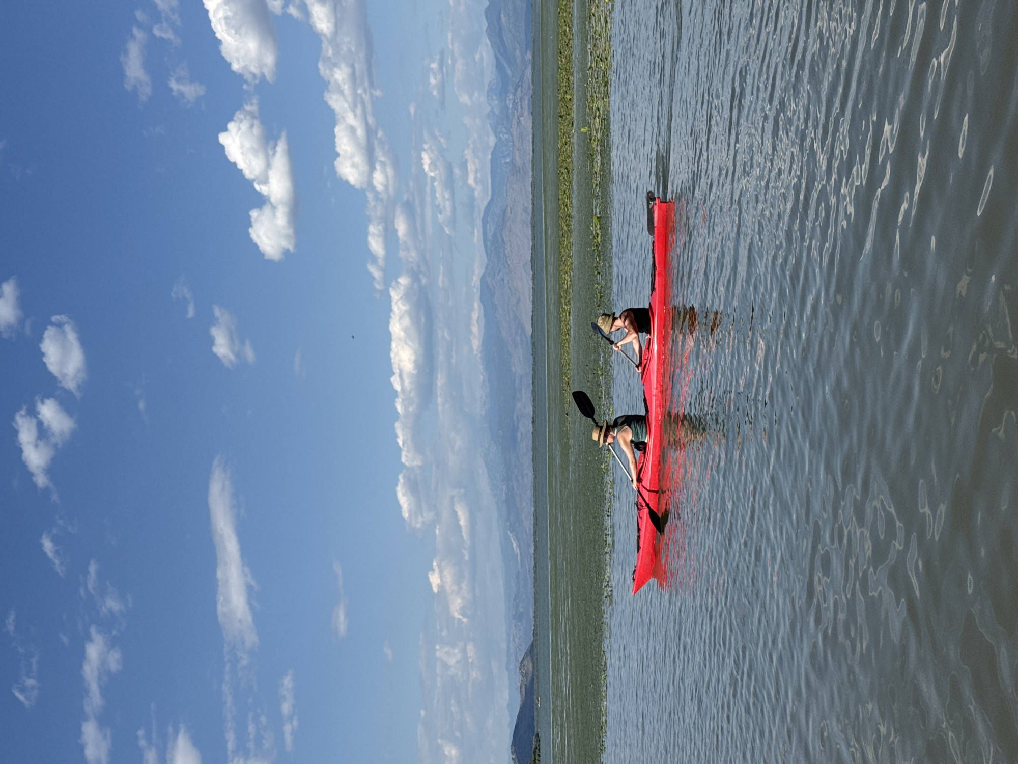Two individuals are kayaking in a bright red tandem kayak on a large body of water, likely Lake Skadar, near Seoca, Montenegro. The person in the front is wearing a straw hat and a dark top, and is holding a paddle. The person in the back is wearing a dark top and a baseball cap, and is also holding a paddle, propelling the kayak forward. The water is calm with some ripples reflecting the blue sky and scattered white clouds. In the background, a dense band of green vegetation, possibly lily pads or other aquatic plants, stretches across the water. Beyond the vegetation, a range of hazy mountains with blue-grey peaks forms the horizon. The sky is a vibrant blue with fluffy white clouds. The image captures a serene outdoor activity in a natural landscape.