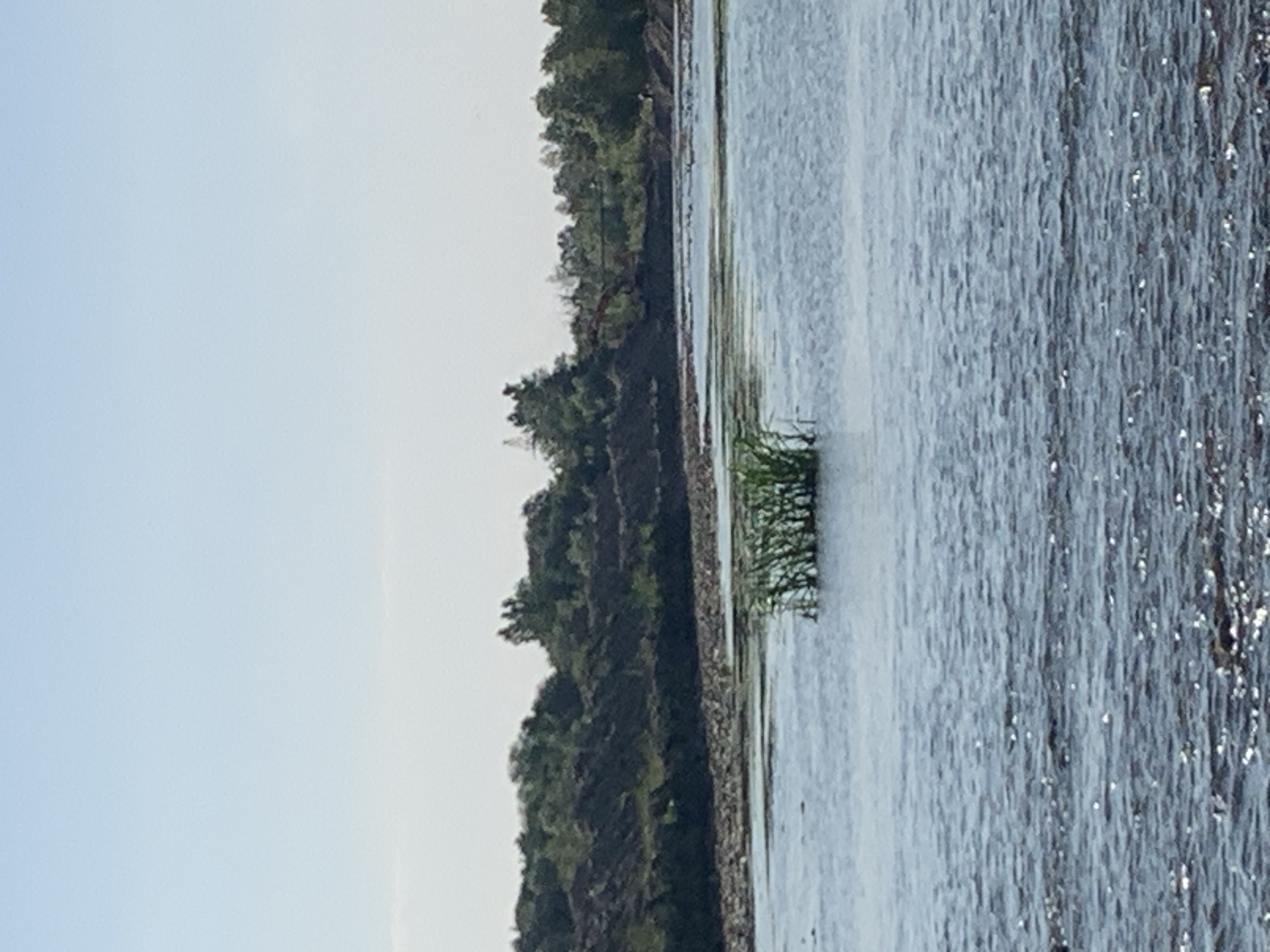 A wide shot captures a body of water with reeds growing in the center, against a backdrop of a tree-lined embankment. The water exhibits a shimmering effect due to sunlight reflecting off its surface. The embankment features dark soil with scattered green vegetation, suggesting a disturbed or constructed area. Further back, a line of trees creates a dense green canopy. The sky is a pale blue, indicating fair weather. There are no visible people or specific identifiable landmarks. This scene is located on the outskirts of Kolomyia, Ukraine, likely near a water reclamation or construction site.