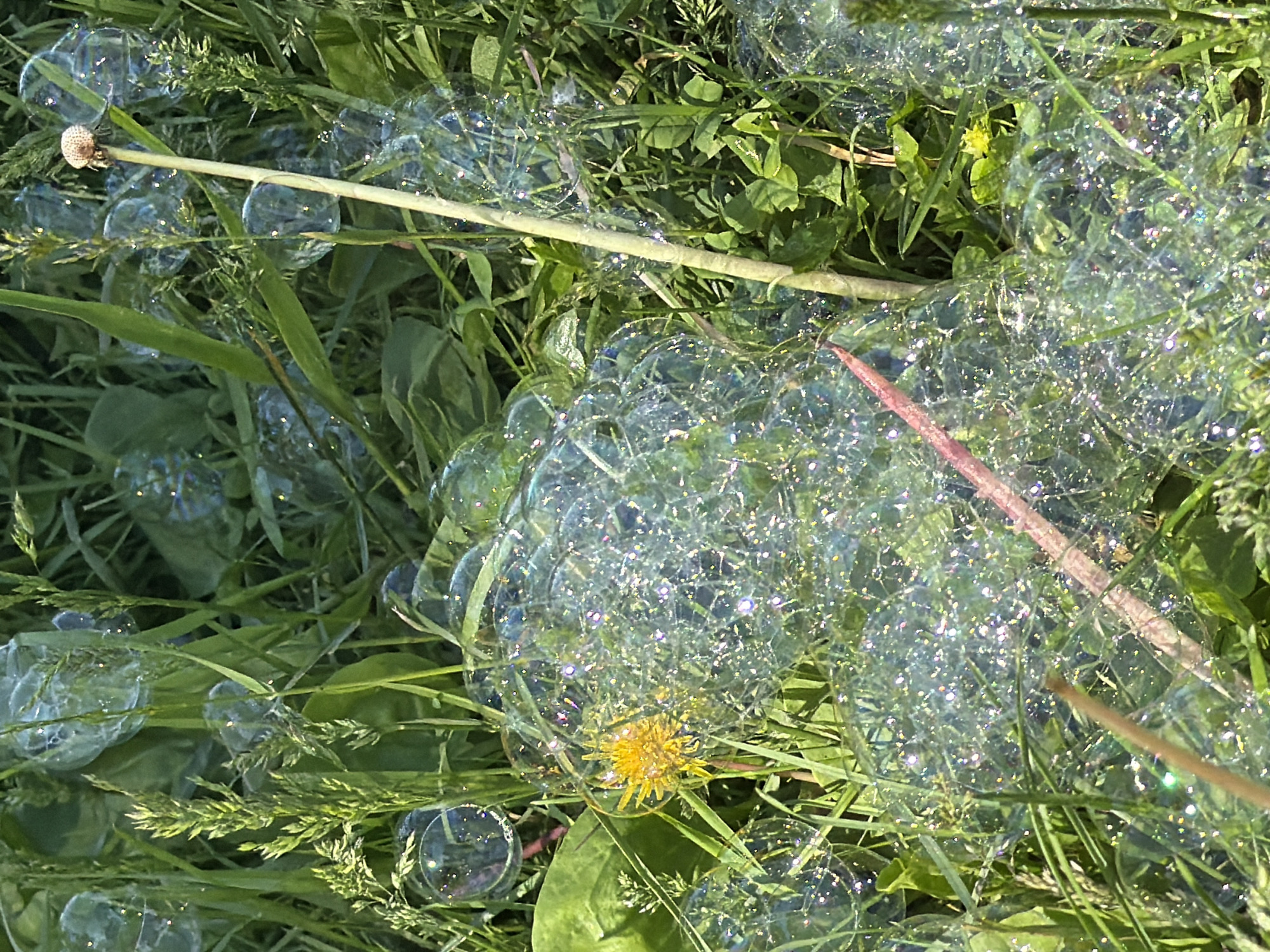An aerial shot captures a vibrant meadow in Krasnoyarsk, Russia, bathed in the soft glow of sunlight. The meadow is teeming with life, from the delicate dance of soap bubbles floating amidst the lush green grass to a lone yellow dandelion standing proud amongst the foliage. A tall, slender stalk, possibly a dried plant stem, cuts through the scene, its top adorned with a fluffy seed head. The grass, a symphony of various shades of green, appears to be a mix of wild grasses and possibly clover, with a few broader leaves scattered throughout. The soap bubbles, caught in the sunlight, shimmer with an iridescent glow, creating a magical atmosphere. The overall impression is one of a serene and whimsical natural setting.