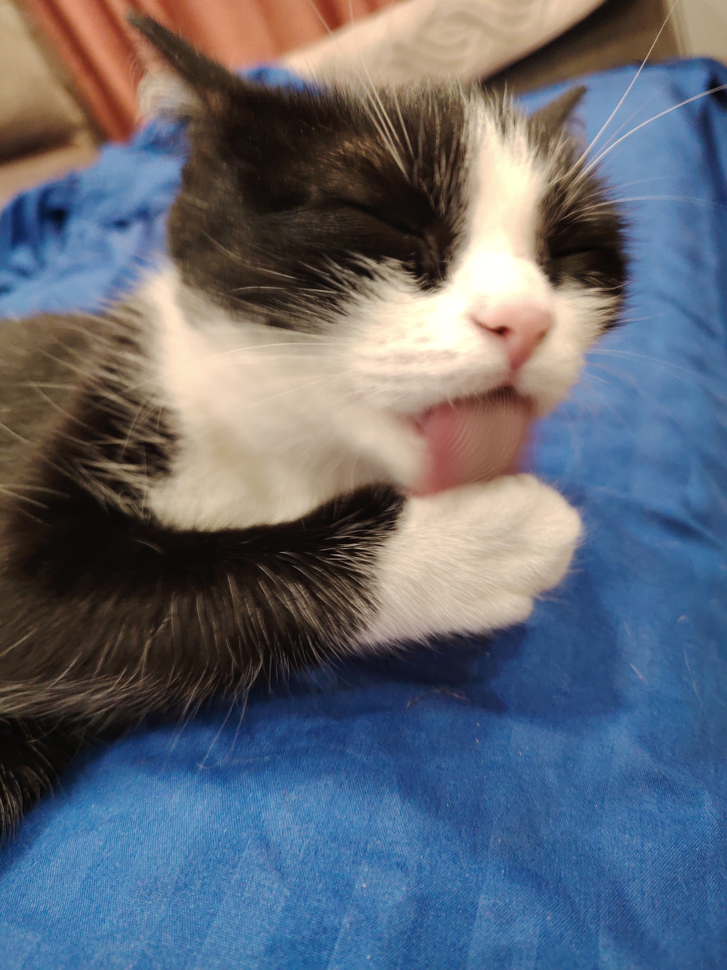 A close-up shows a black and white cat lying on a blue surface. The cat's eyes are closed and its tongue is extended, licking its front paw. The cat's fur is primarily black with white patches on its face and paws. The blue surface appears to be a fabric with a slight texture. The background is blurred, but hints of a couch and curtains are visible. No other people or objects are clearly visible in the image. The location is Unknown, Unknown.