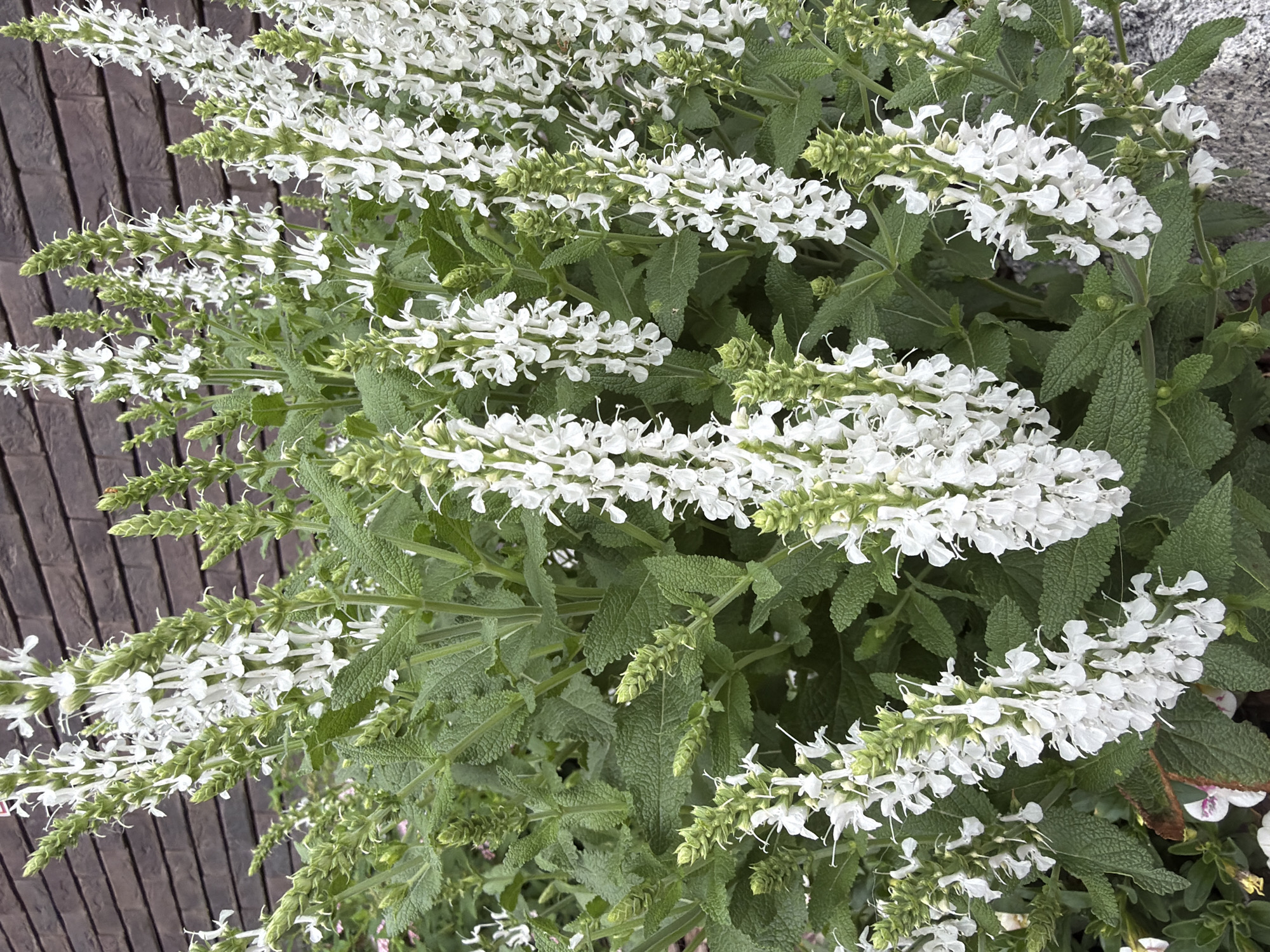 The image depicts a cluster of blooming white salvia plants against a dark brick wall. The salvia flowers are densely packed on tall, green stalks, with many individual white blossoms. The leaves are a vibrant green and appear textured. The brick wall in the background is dark red-brown with visible mortar lines. There are no people or animals visible in the image. The lighting suggests an outdoor setting, possibly during daytime. The image does not contain any identifiable landmarks or context that would suggest a specific location within Khabarovsk, Russia.