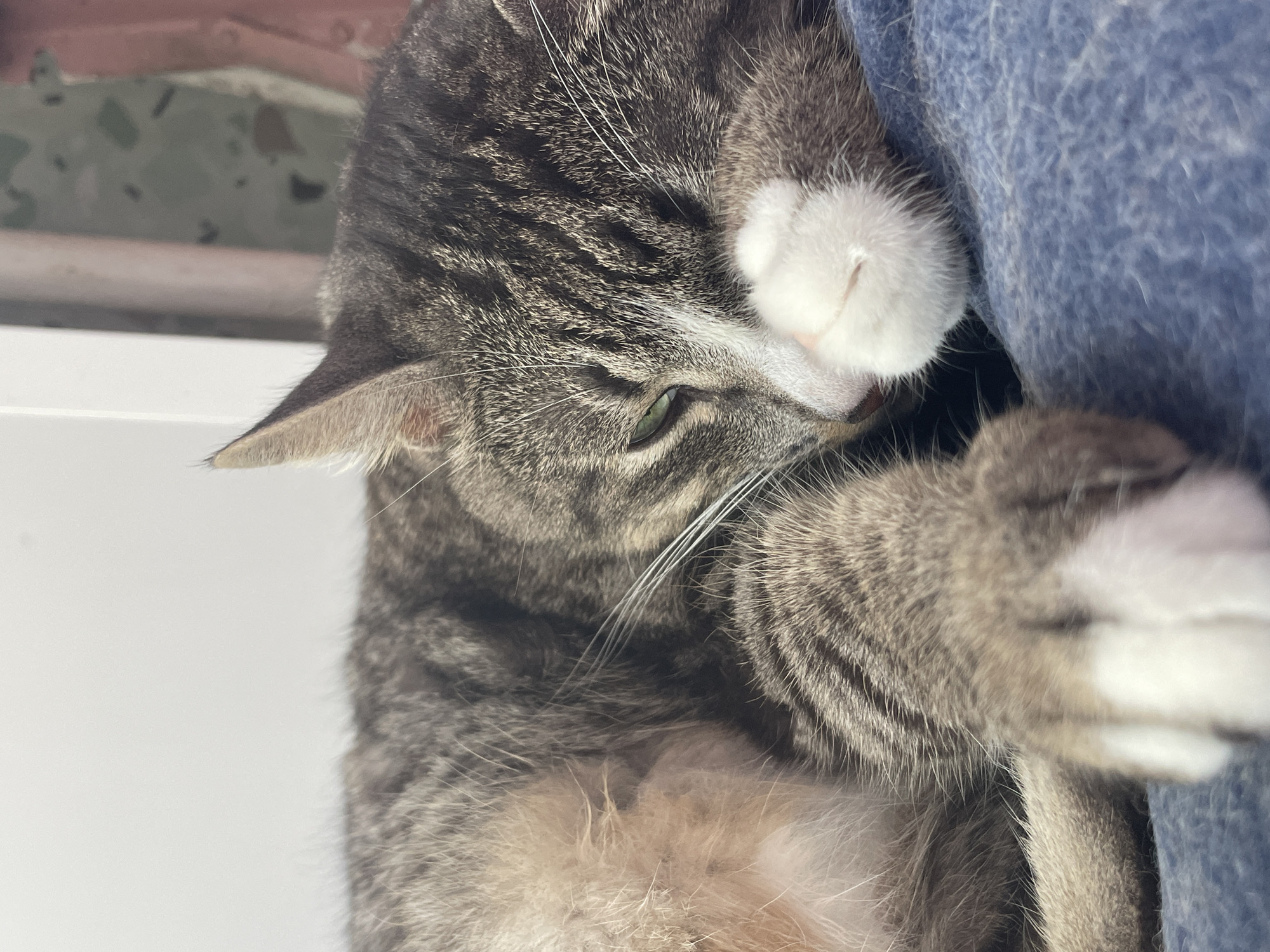 A tabby cat is sleeping on a blue blanket. The cat is curled up with its paws tucked in. Its eyes are closed, and its head is resting on its paws. The background is out of focus, but appears to be indoors.