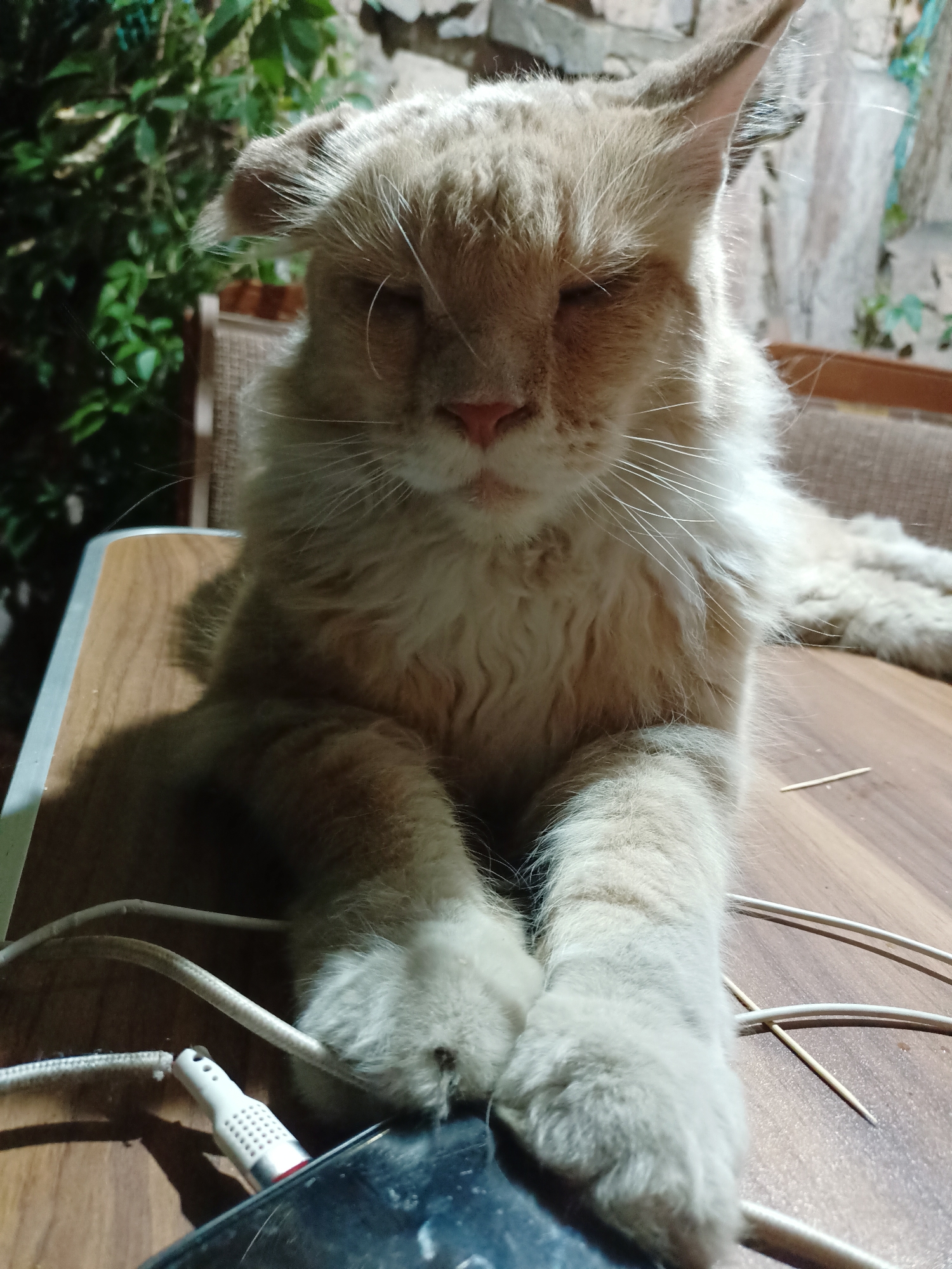 A fluffy, light-colored cat with tufted ears is resting on a wooden table. The cat's eyes are closed, and its paws are crossed in front of its body. The table is in an outdoor setting, with lush green foliage and a brick wall visible in the background. Several white charging cables and a black smartphone are also on the table, along with a few toothpicks. The lighting suggests it is evening or nighttime. There is no specific indication of the city of Almaty, Kazakhstan.