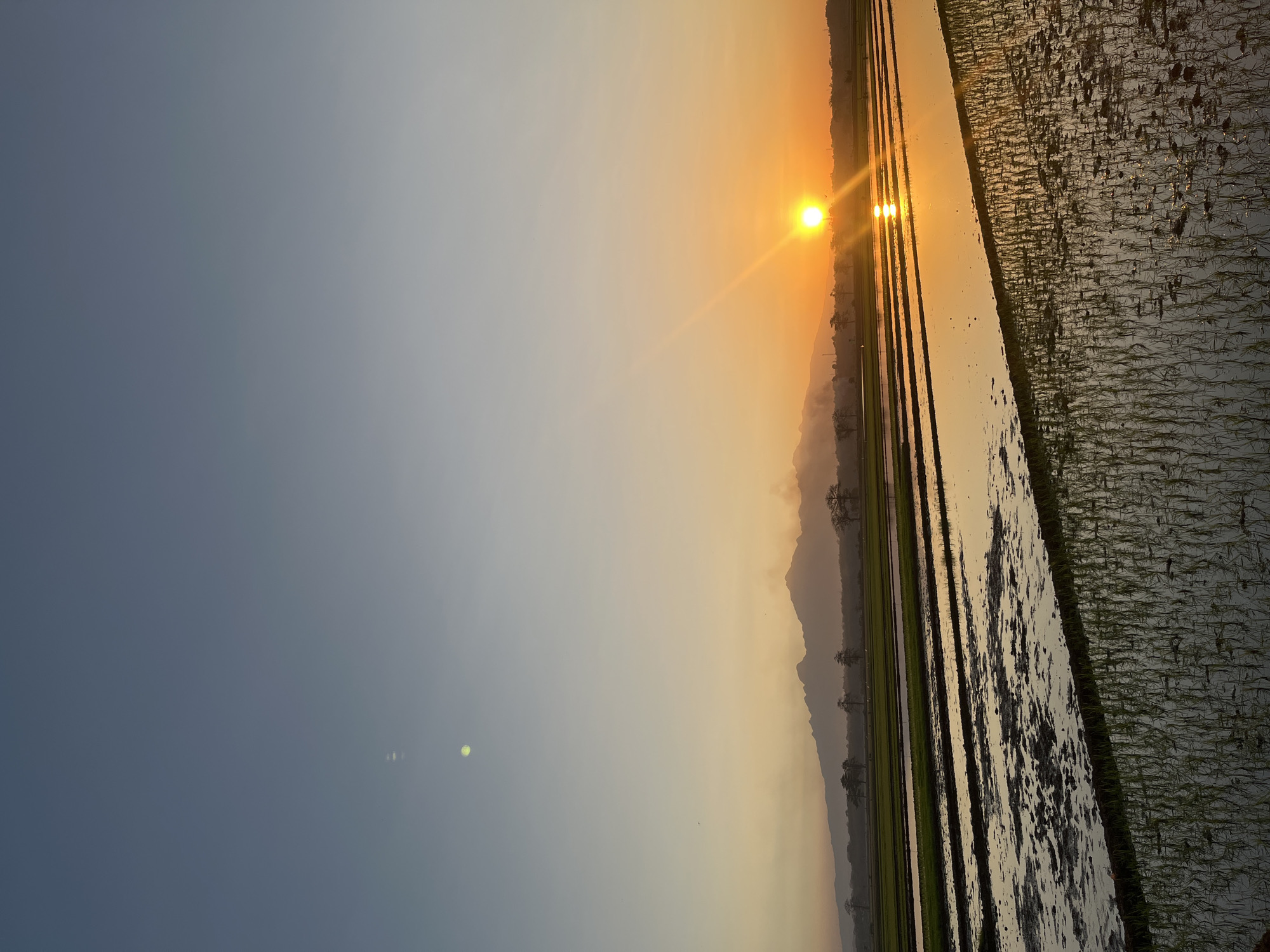 A low-angle, vertical shot captures a serene sunset over a rural landscape in Pecangaan, Indonesia. The sky transitions from a clear, pale blue at the top to warm oranges and yellows near the horizon. A bright, round sun is positioned slightly left of center, casting a brilliant orange glow and reflecting on the water-filled rice paddies below. The foreground is dominated by rows of young green rice shoots, their reflections shimmering in the shallow water. Beyond the paddies, a strip of land with silhouetted trees leads to a mountain range in the distance, its peaks softly illuminated by the setting sun. Wisps of smoke rise from the mountainside, hinting at distant activity. The overall atmosphere is tranquil and picturesque, showcasing the beauty of the Indonesian countryside at dusk.