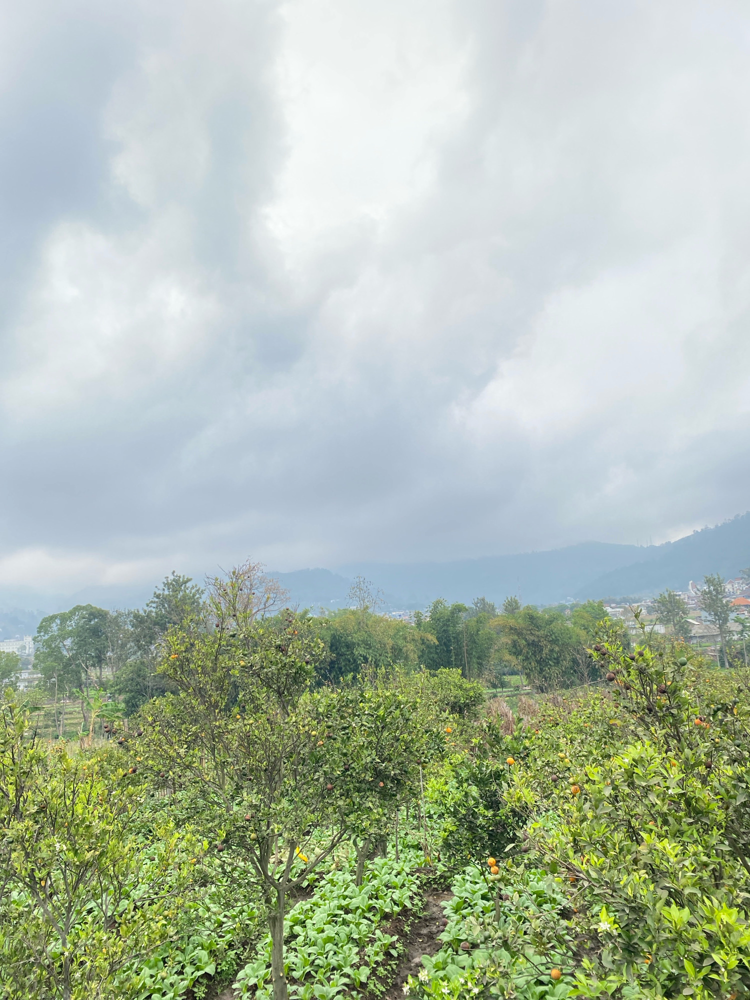 The image depicts a lush agricultural landscape under a cloudy sky. In the foreground, various fruit trees, likely citrus, are laden with ripening fruit, interspersed with rows of green leafy vegetables. The trees have dark green foliage and visible branches, with some fruits appearing orange or reddish-brown. In the midground, a variety of other trees, including bamboo, create a dense green backdrop. Beyond this, a hazy mountain range is visible, with glimpses of buildings and rooftops suggesting a settlement nestled within the valley. The overall impression is one of a rural, productive environment. The sky is overcast with grey and white clouds, obscuring any direct sunlight and contributing to a soft, diffused lighting.