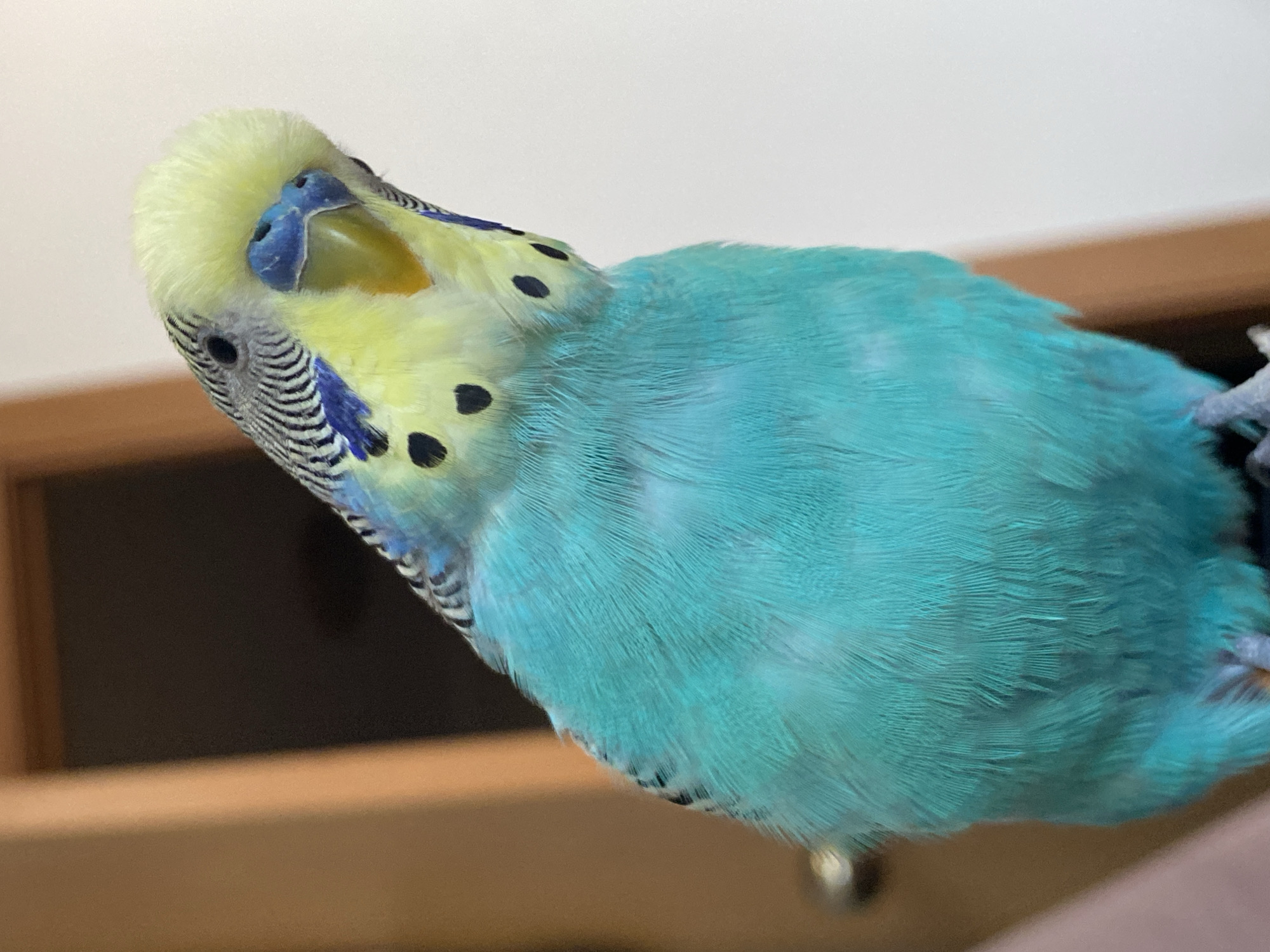 A close-up photograph depicts a budgerigar, a small, long-tailed parrot, with its head tilted. The bird exhibits a blue cere, yellow head plumage with black markings on its wings and back of the head. The majority of its body is covered in turquoise feathers. The background is a neutral-toned wall and a wooden shelf.