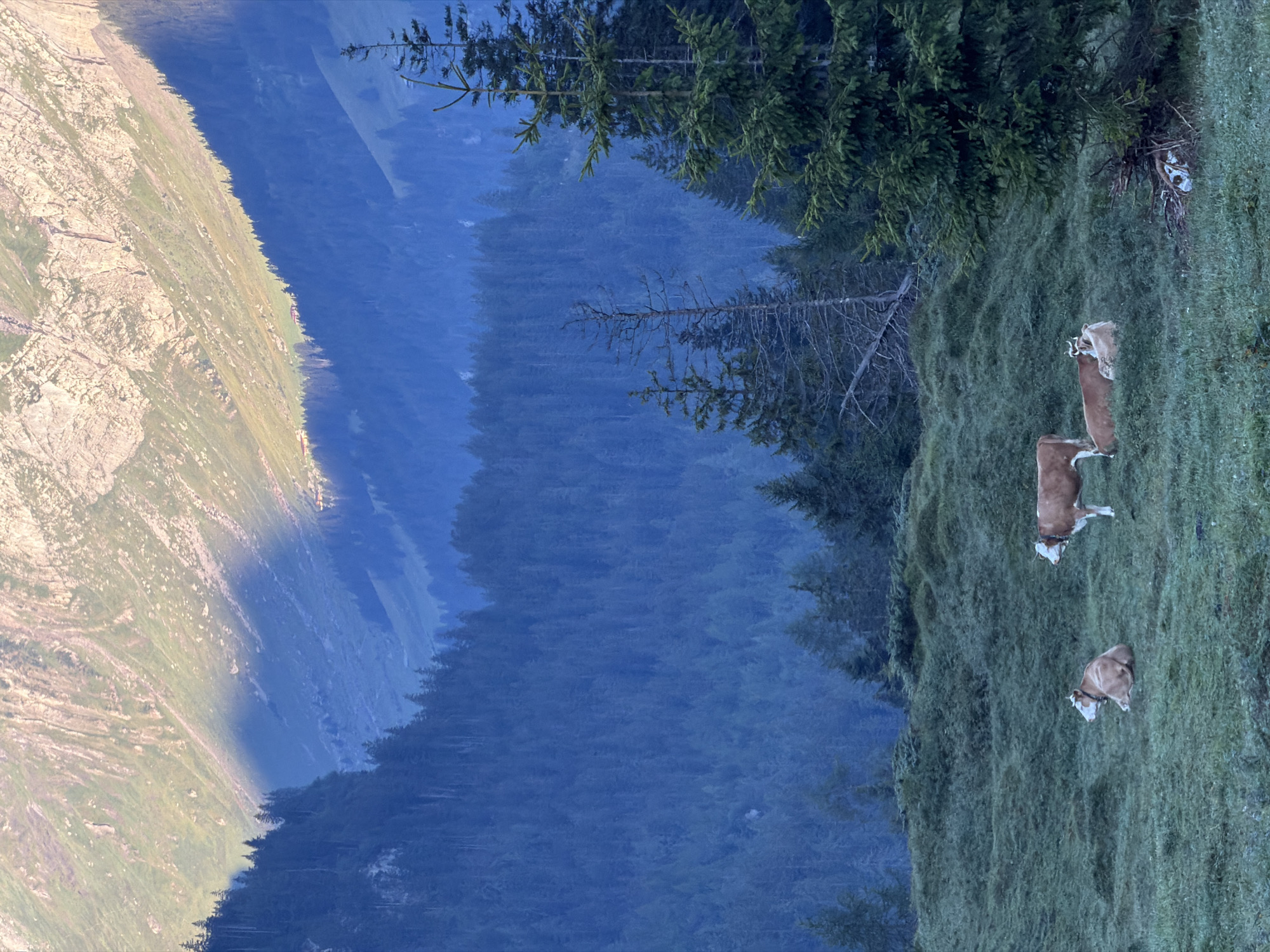 This is a vertical, eye-level, medium shot of a pastoral mountain landscape in Kandersteg, Switzerland, during the early morning or late evening. In the foreground, a grassy meadow is dotted with dew. Four cows are visible in the meadow. On the left, one cow lies down. To its right, a standing cow faces left. Further to the right, two cows are lying down side-by-side. The middle ground features a dense forest of dark green pine trees. The background is dominated by a steep, rocky mountain face bathed in the golden light of sunrise or sunset, casting a deep blue shadow across the lower slopes and part of the forest. The overall color palette is a mix of deep blues, greens, and the warm tones of the mountain.